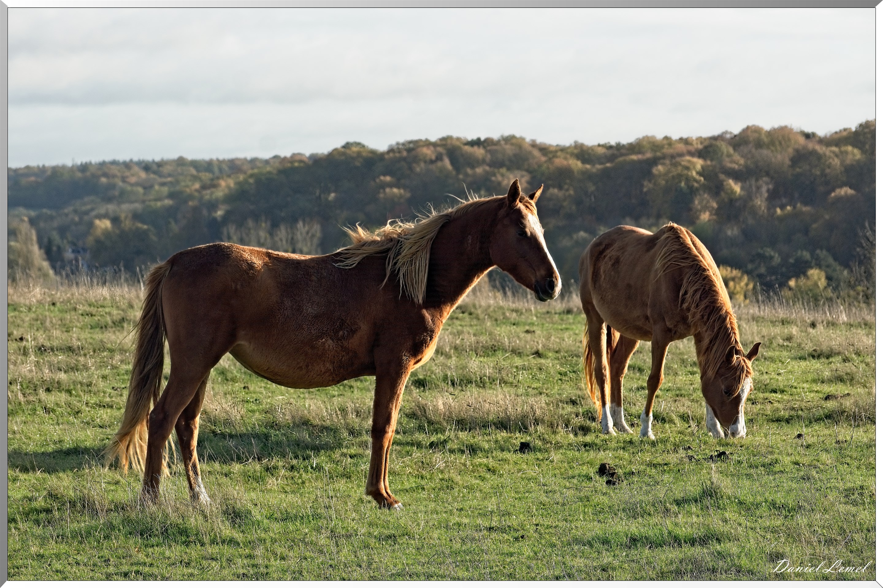 La-Chapelle-Réanville