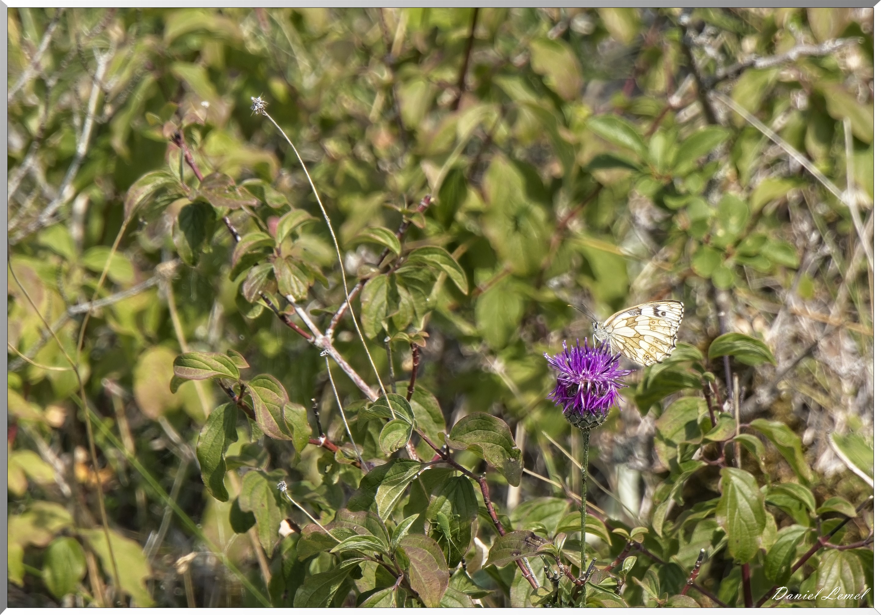 Ste-Geneviève-lès-Gasny