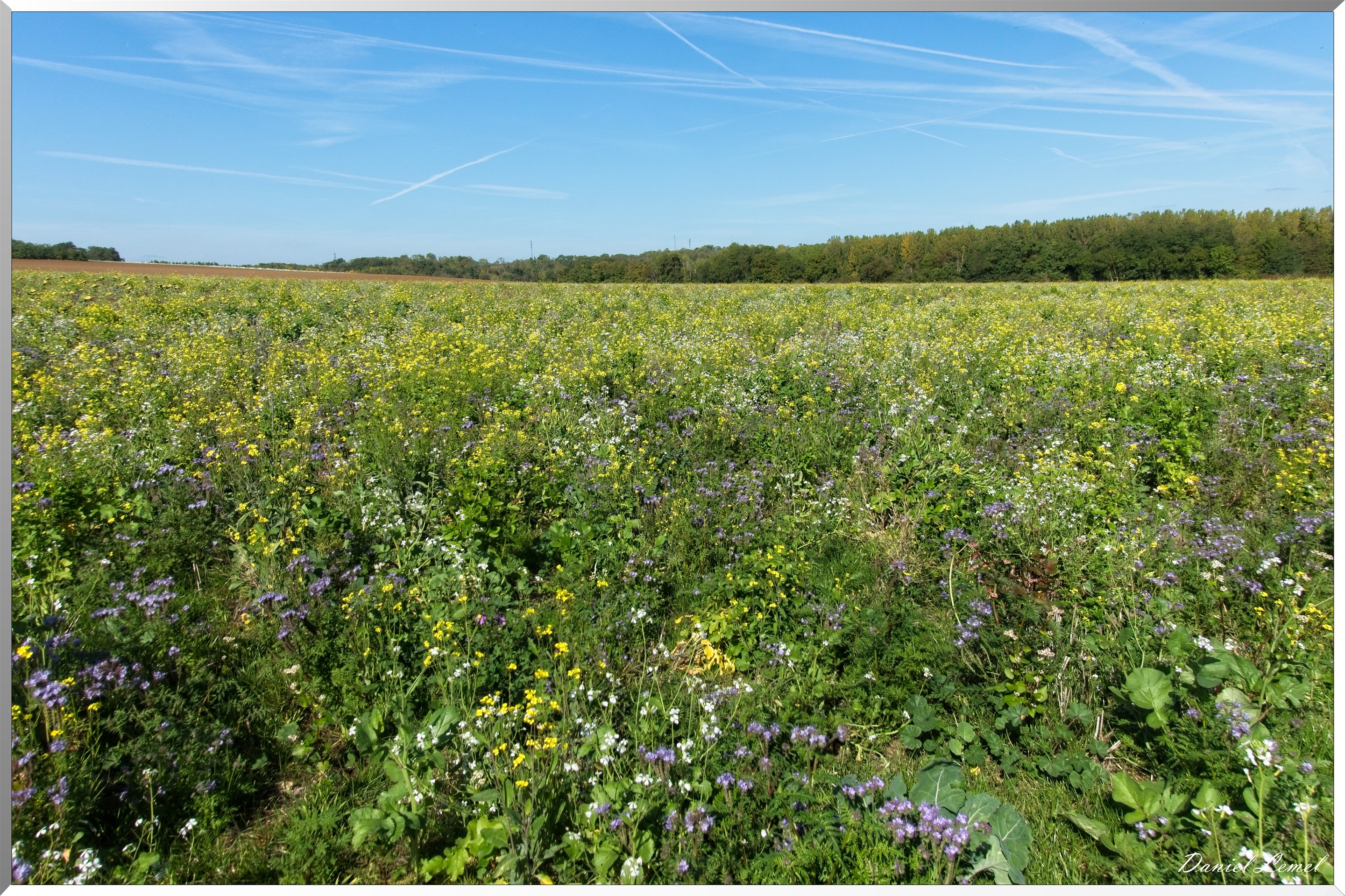 Congis-sur-Thérouanne
