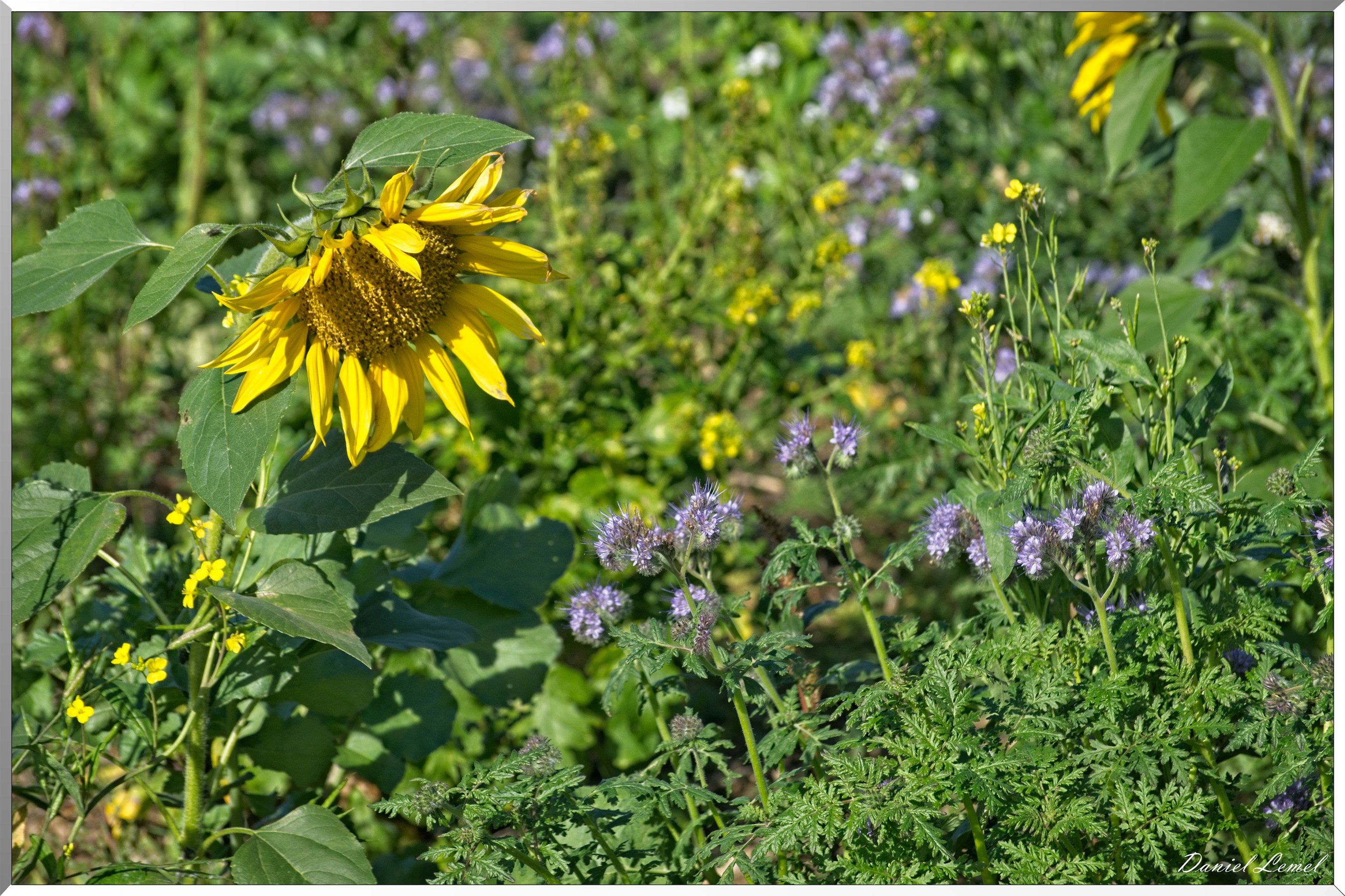 Congis-sur-Thérouanne