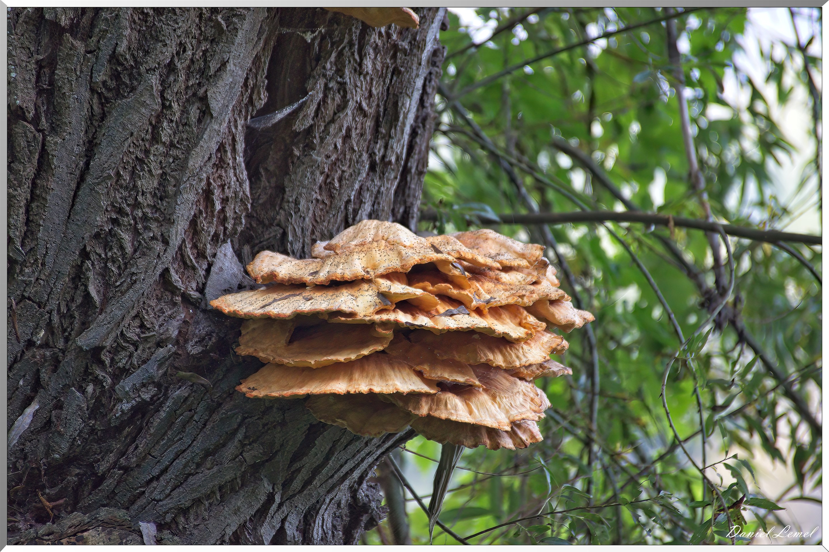 Pressagny-l'orgueilleux