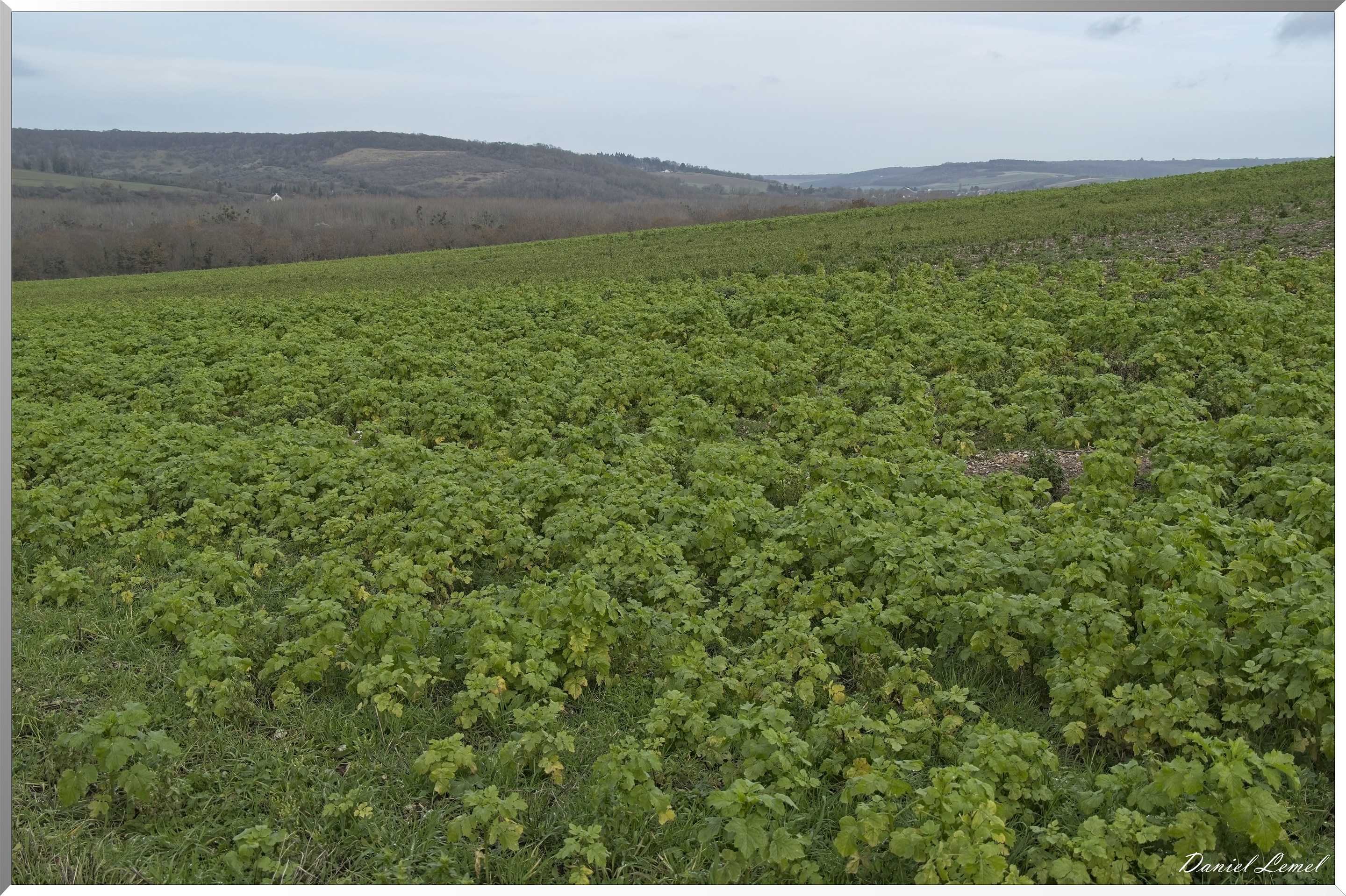 Gommecourt