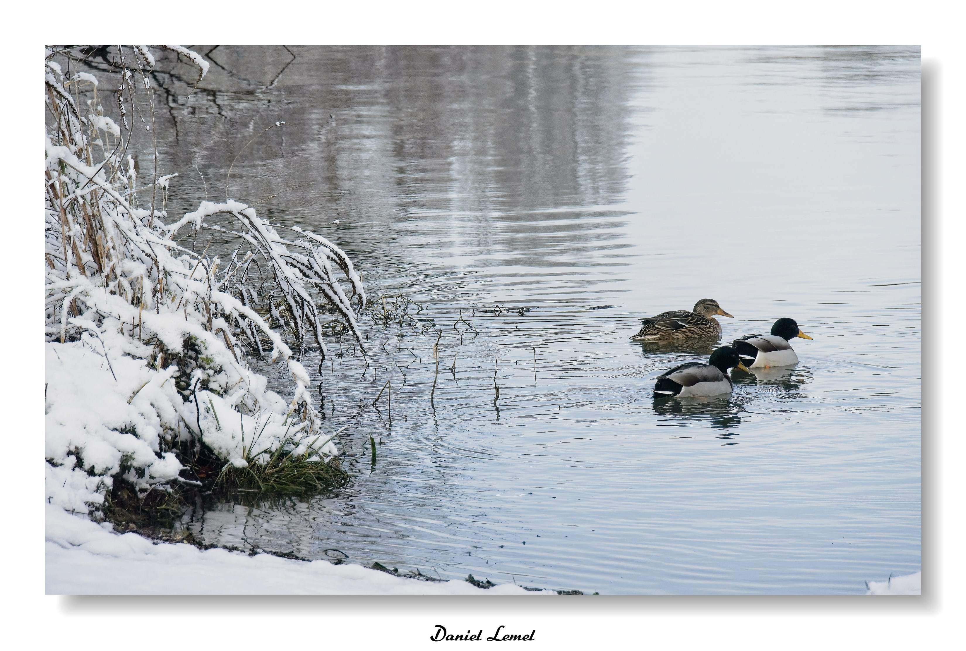 Dormont-Le-goulet