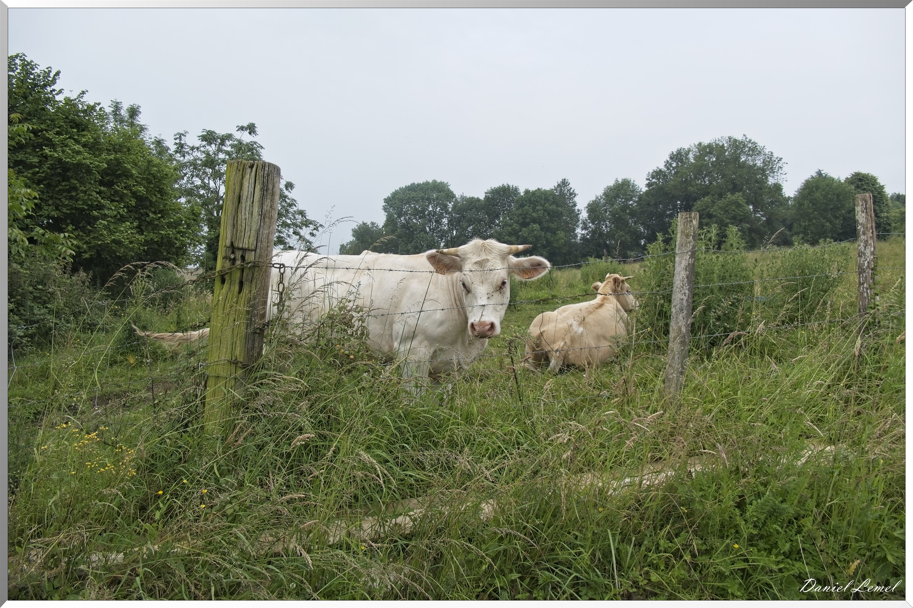 Dampmesnil