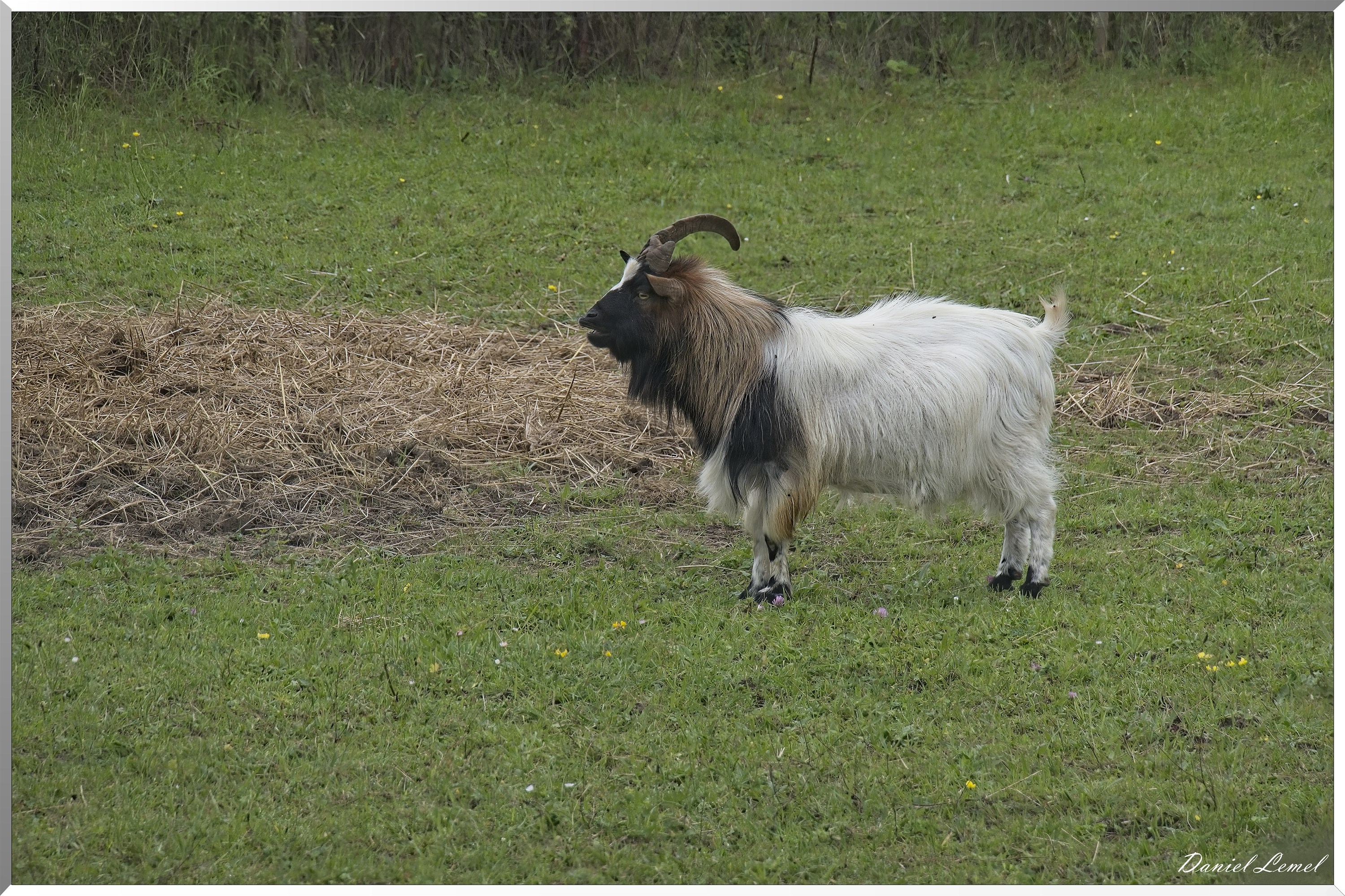 Dampmesnil