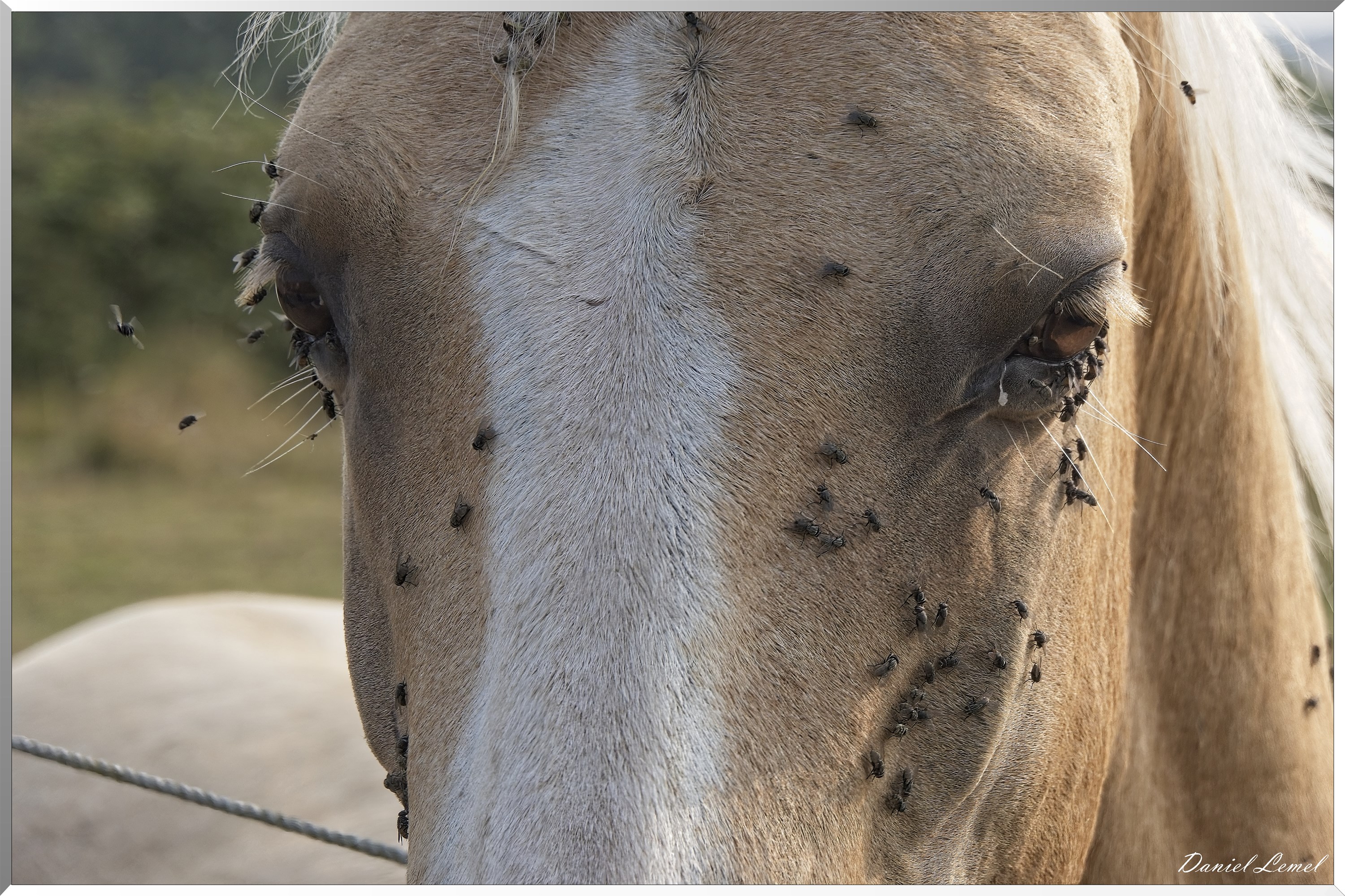 La-Chapelle-Réanville