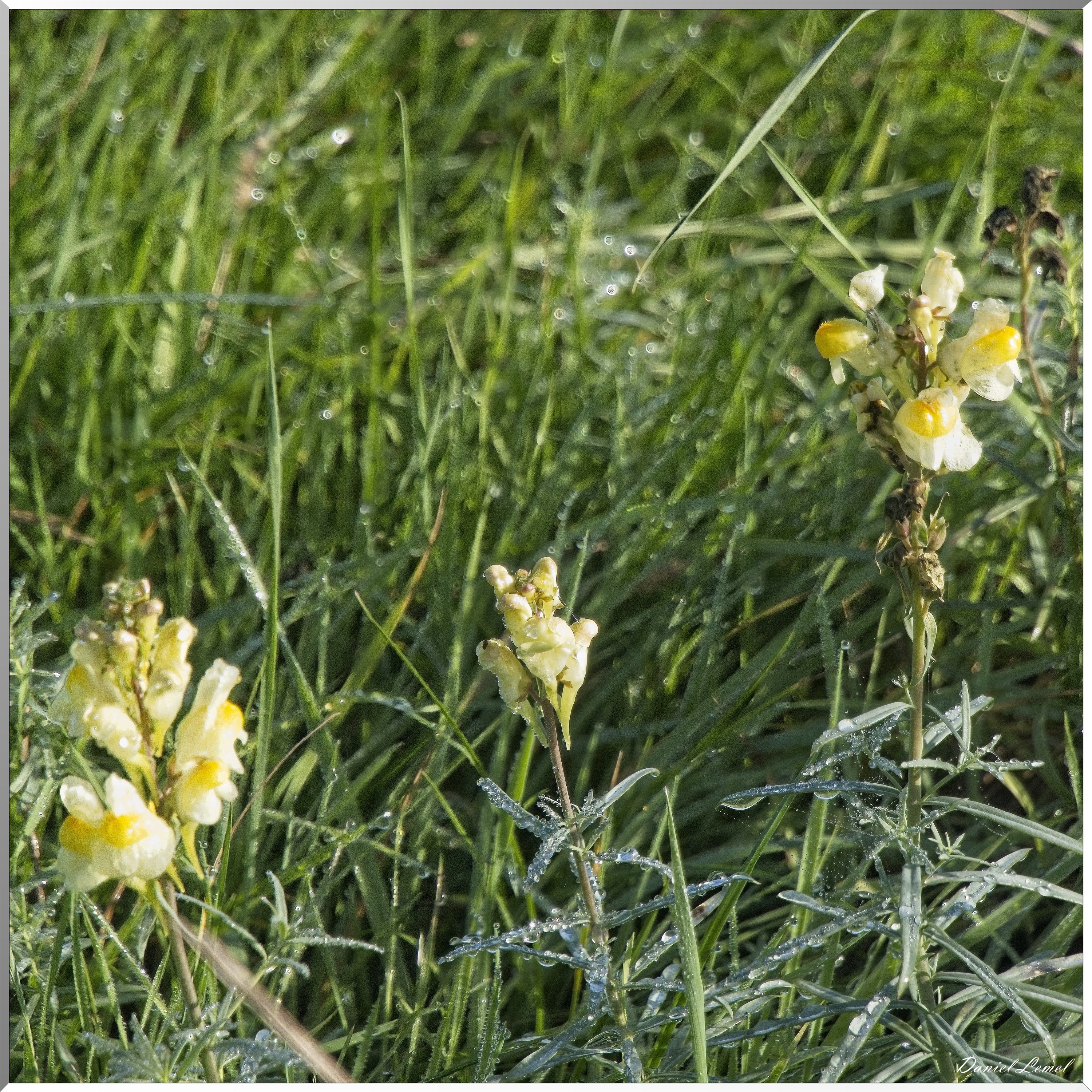 Ste-Geneviève-lès-Gasny