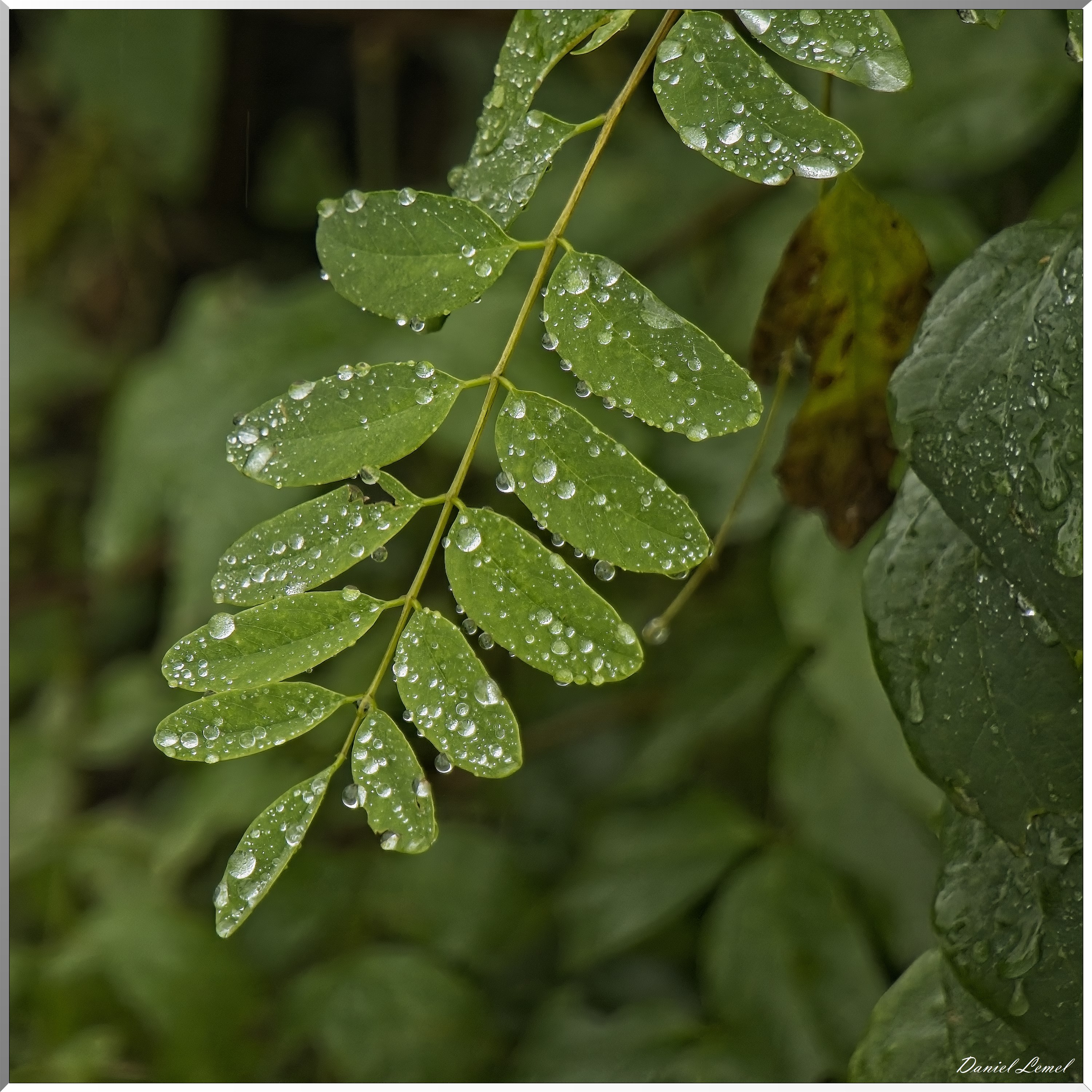 Pressagny l'orgueilleux