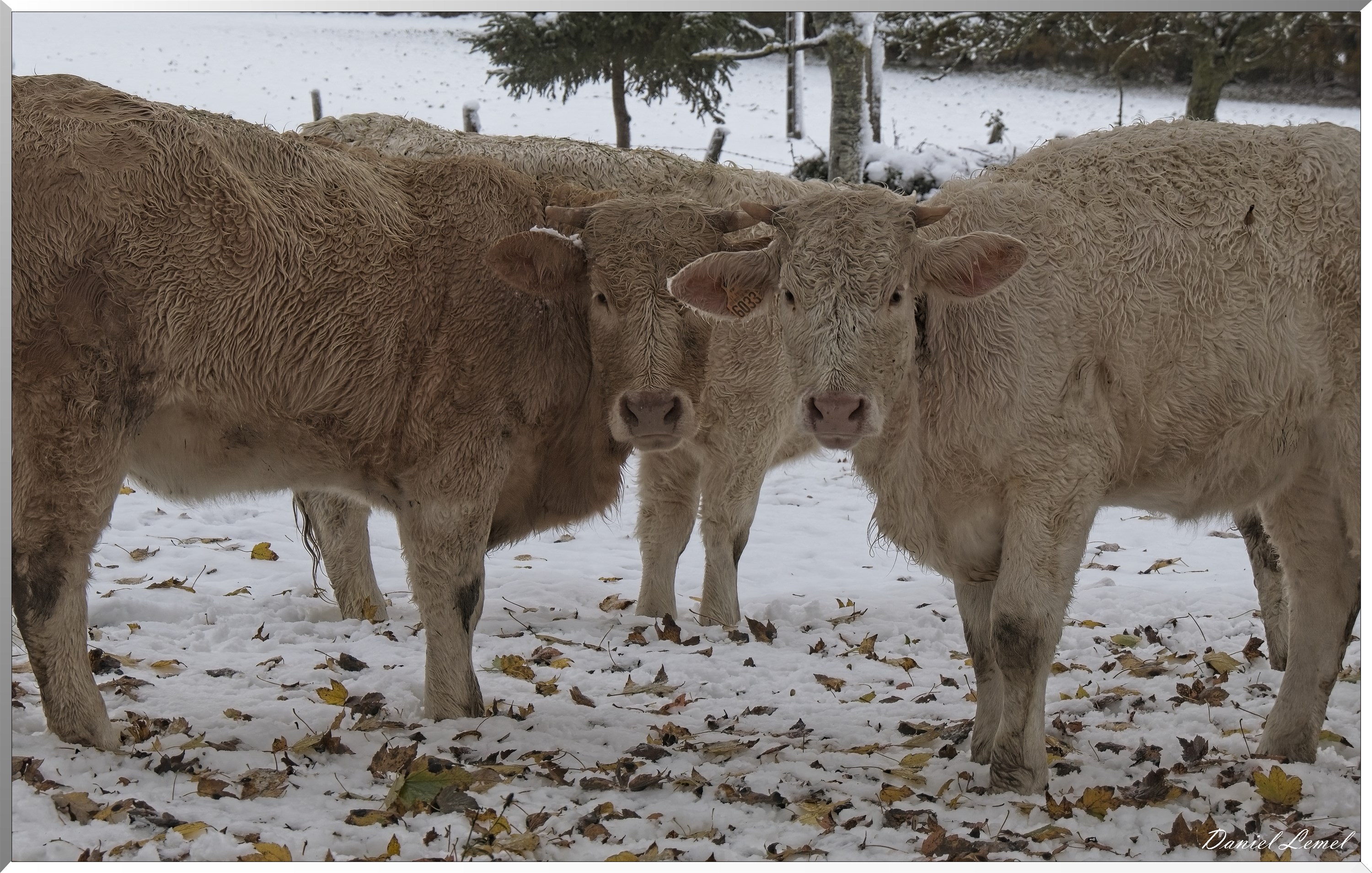 Dormont-Bois-de-Brillehaut
