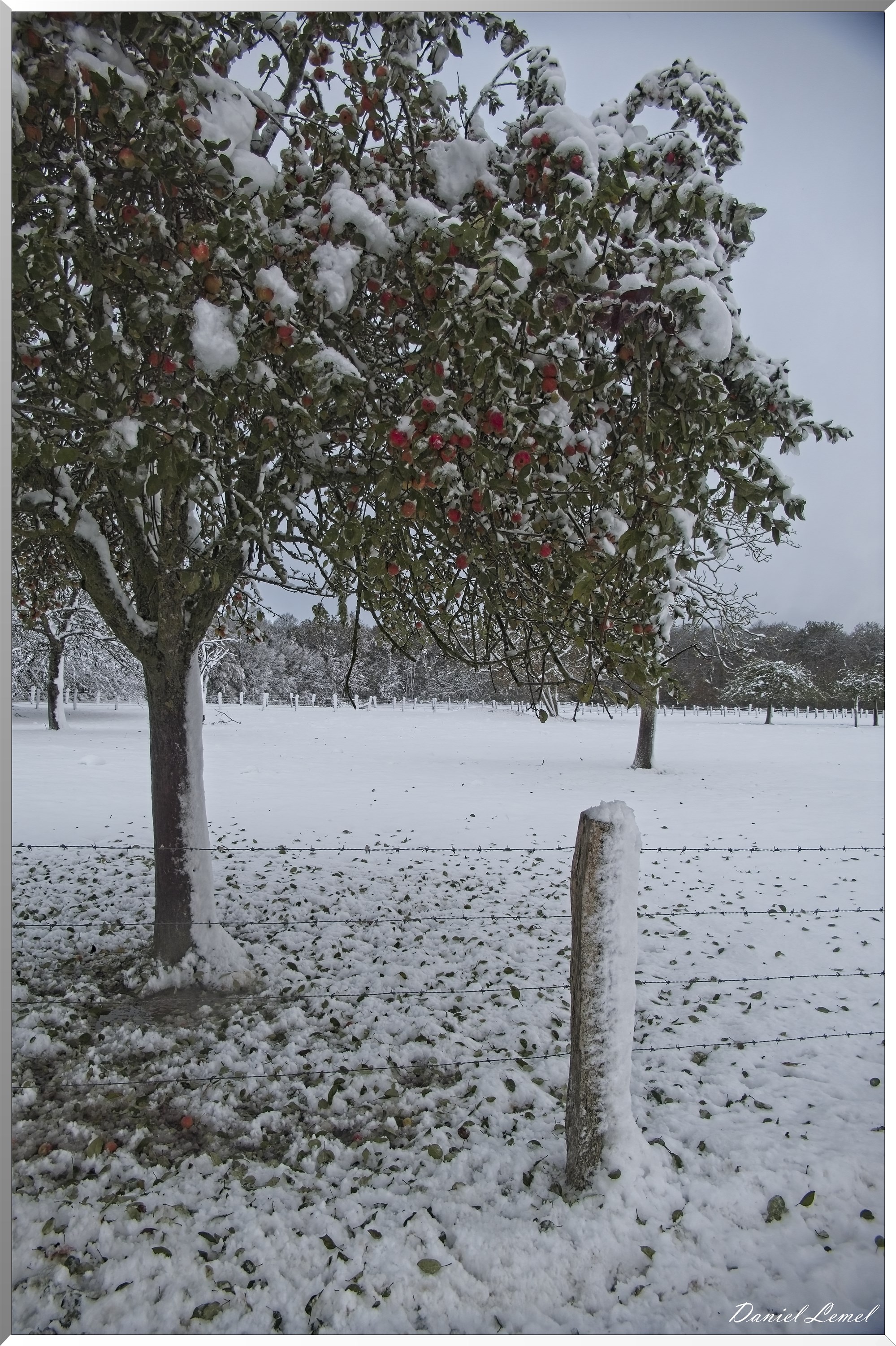 Dormont-Bois-de-Brillehaut