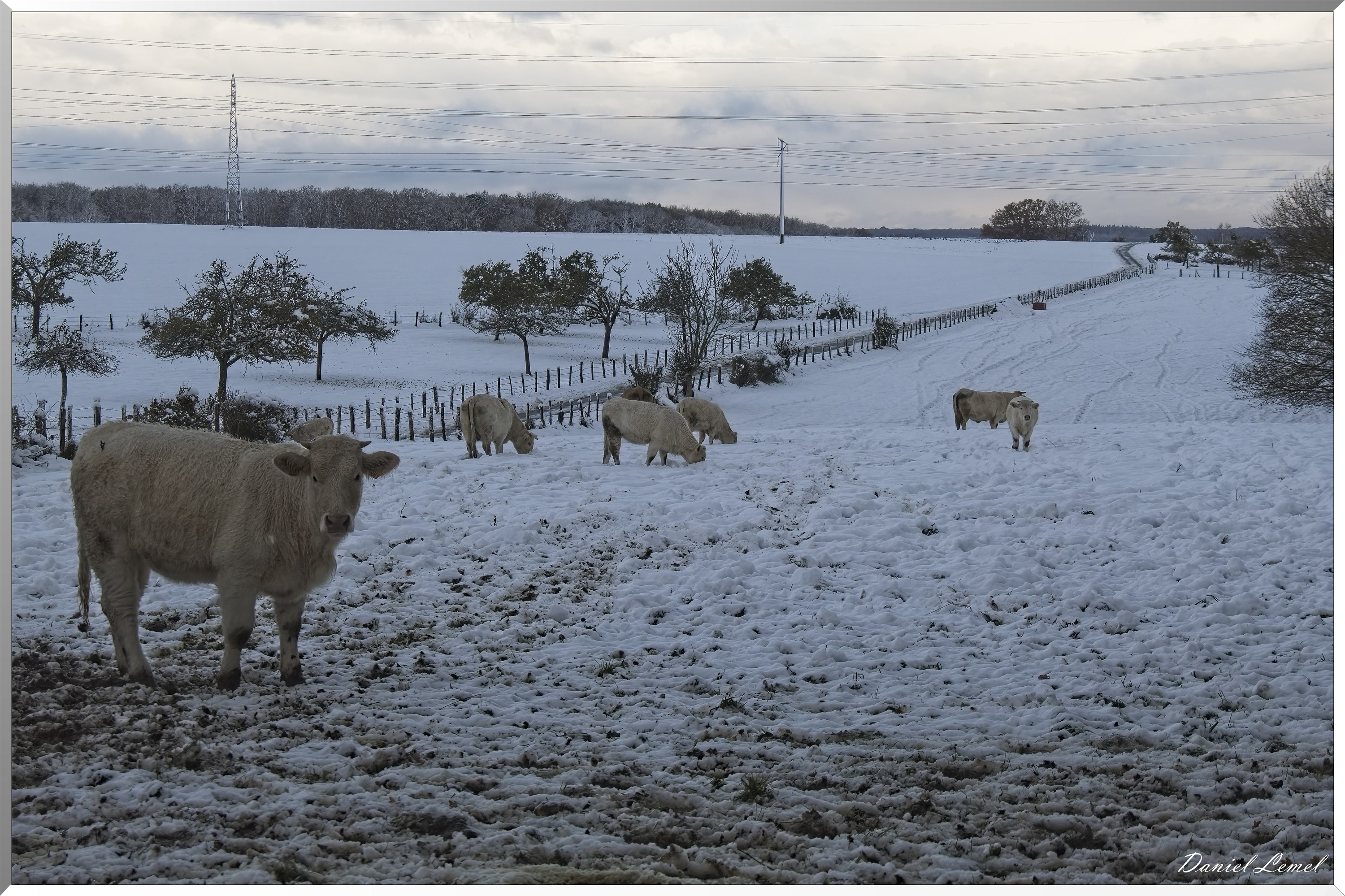 Dormont-Bois-de-Brillehaut