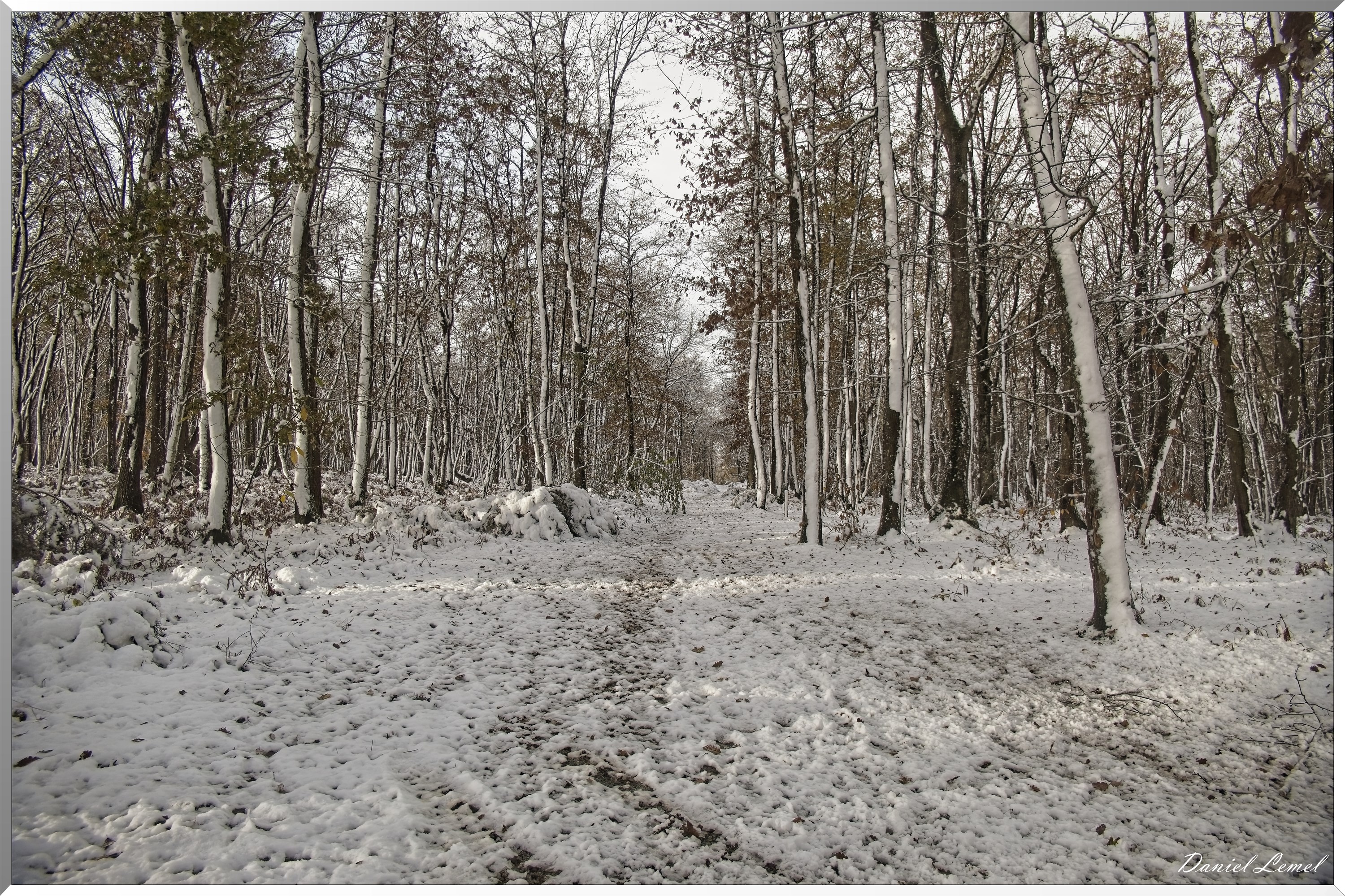 Dormont-Bois-de-Brillehaut