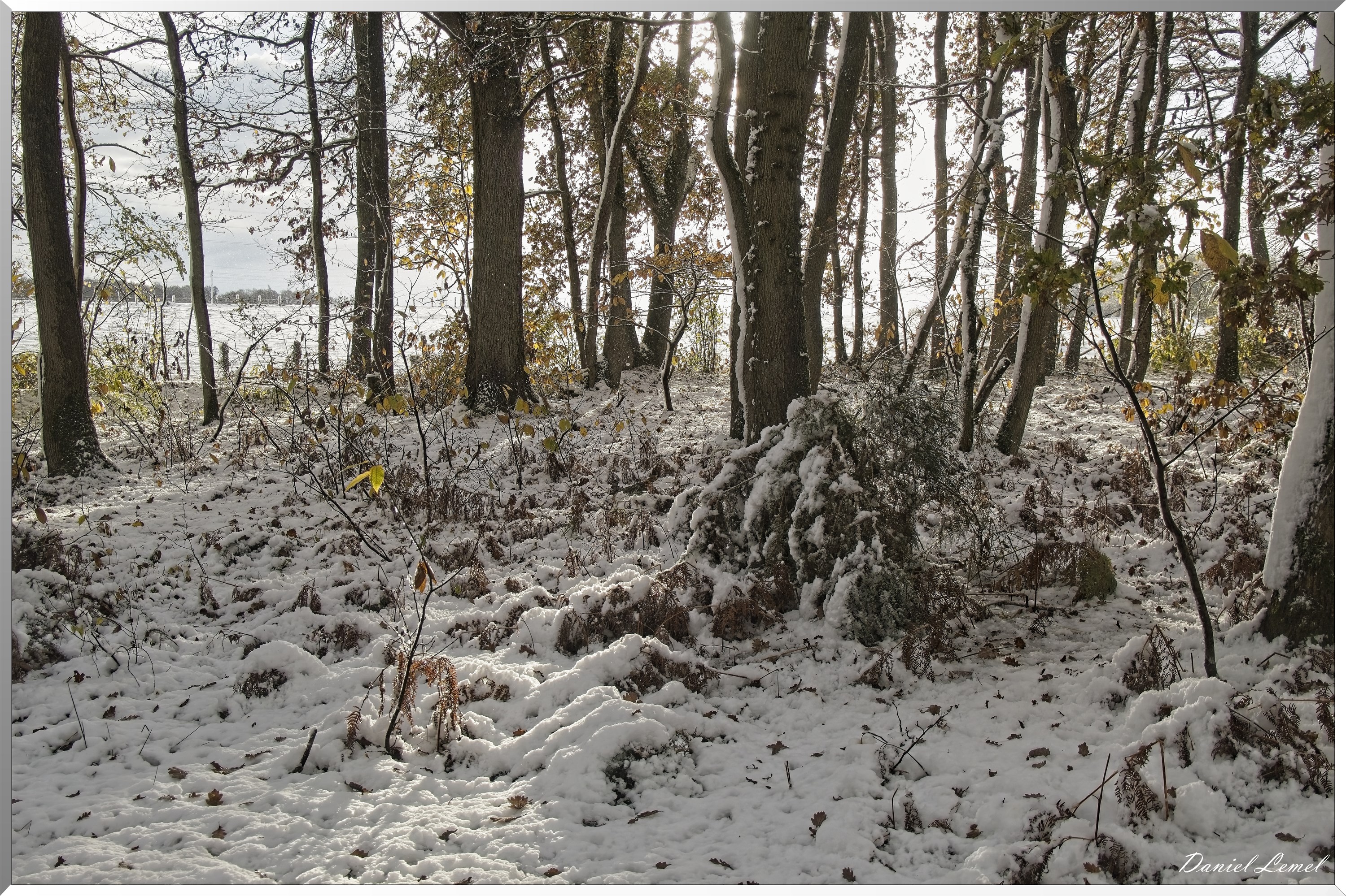 Dormont-Bois-de-Brillehaut