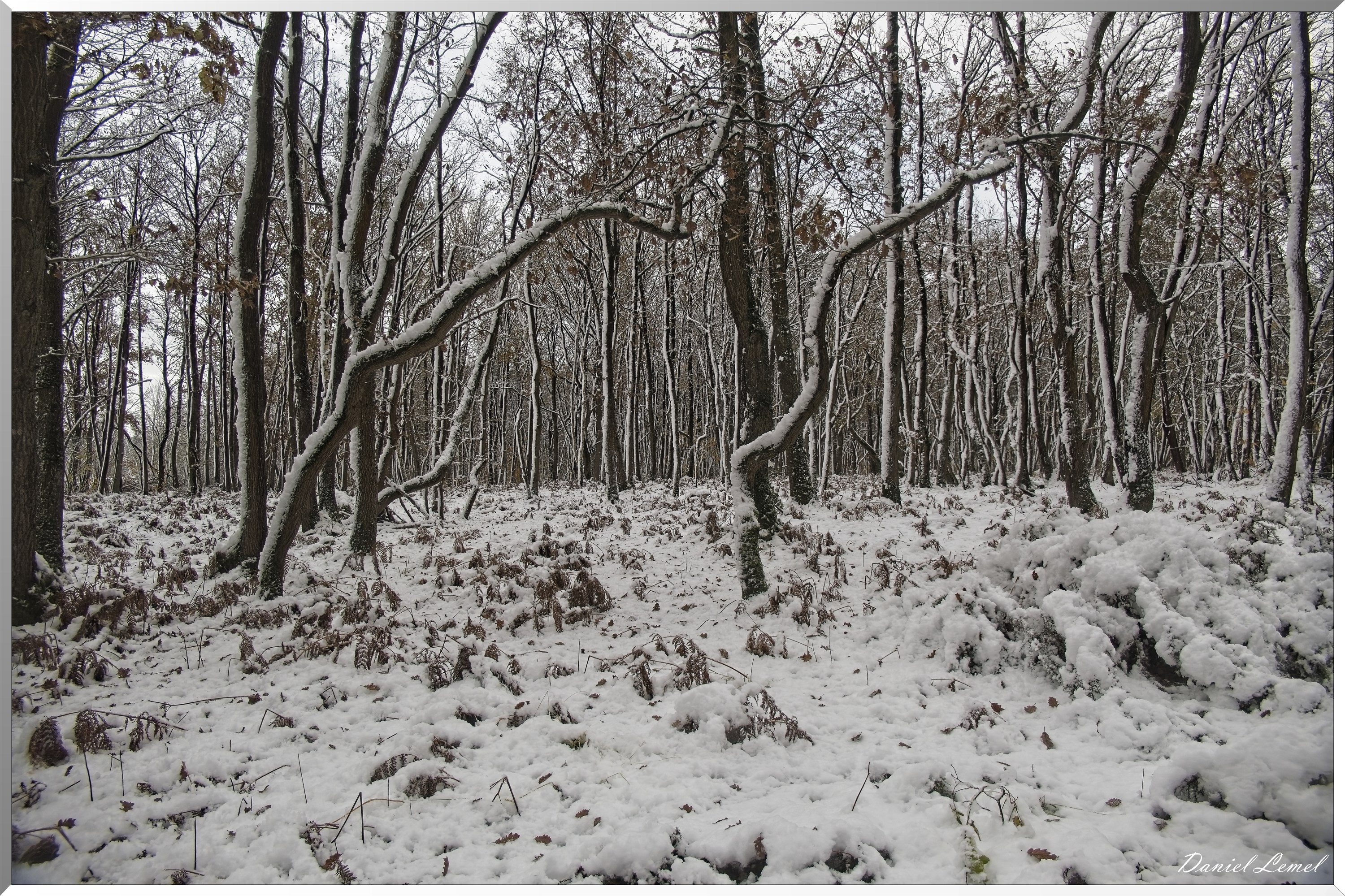 Dormont-Bois-de-Brillehaut