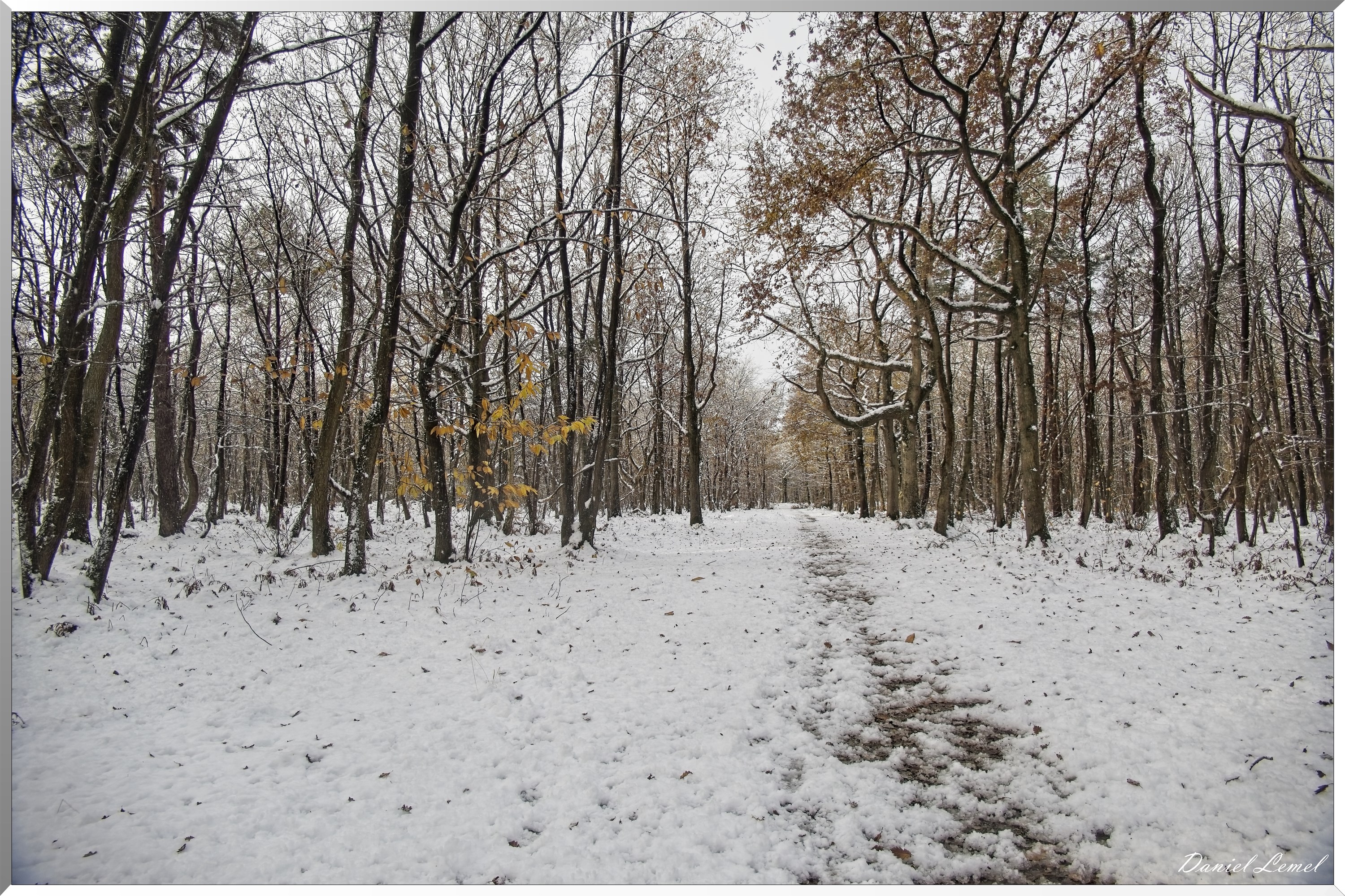 Dormont-Bois-de-Brillehaut