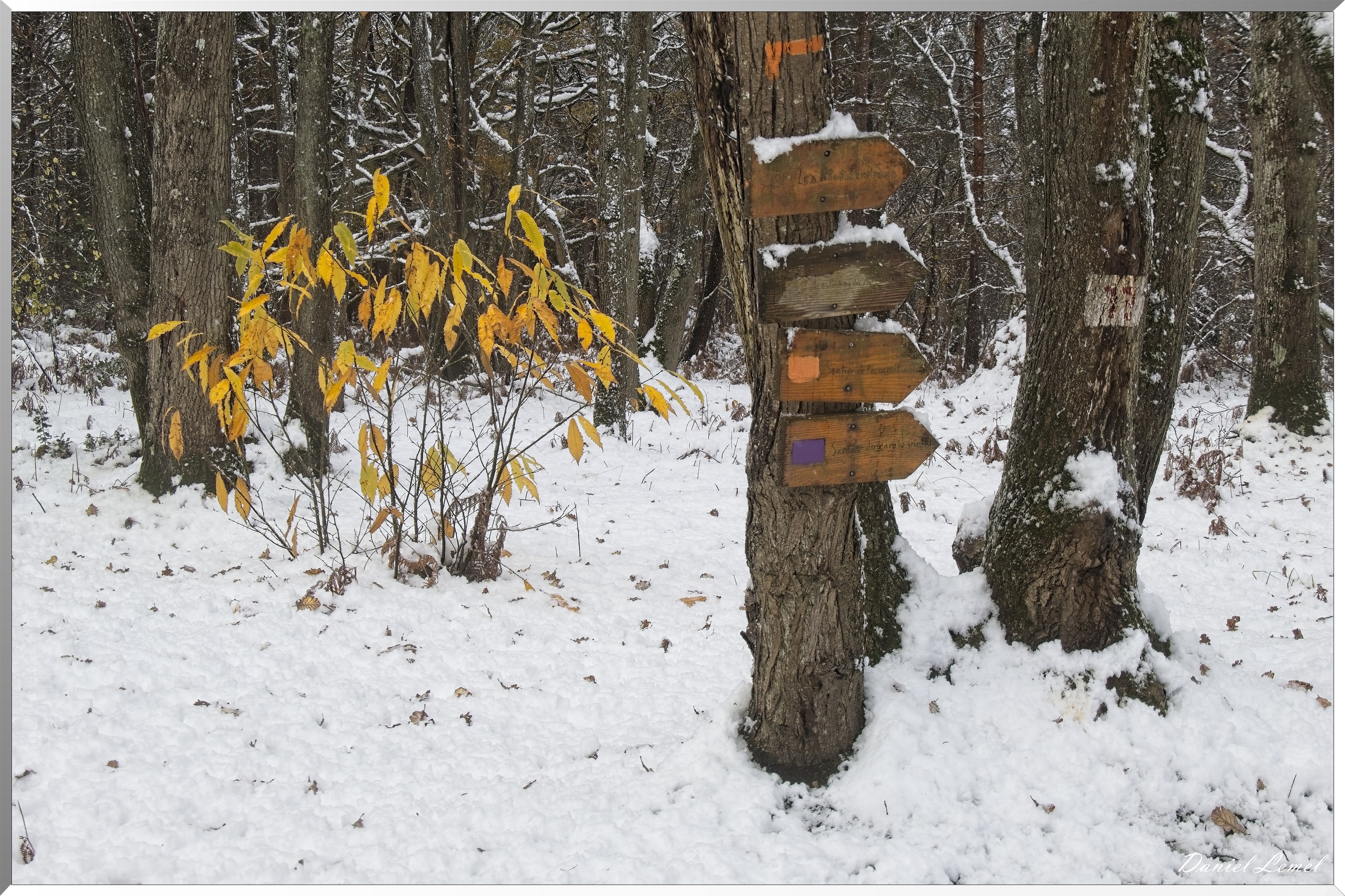 Dormont-Bois-de-Brillehaut