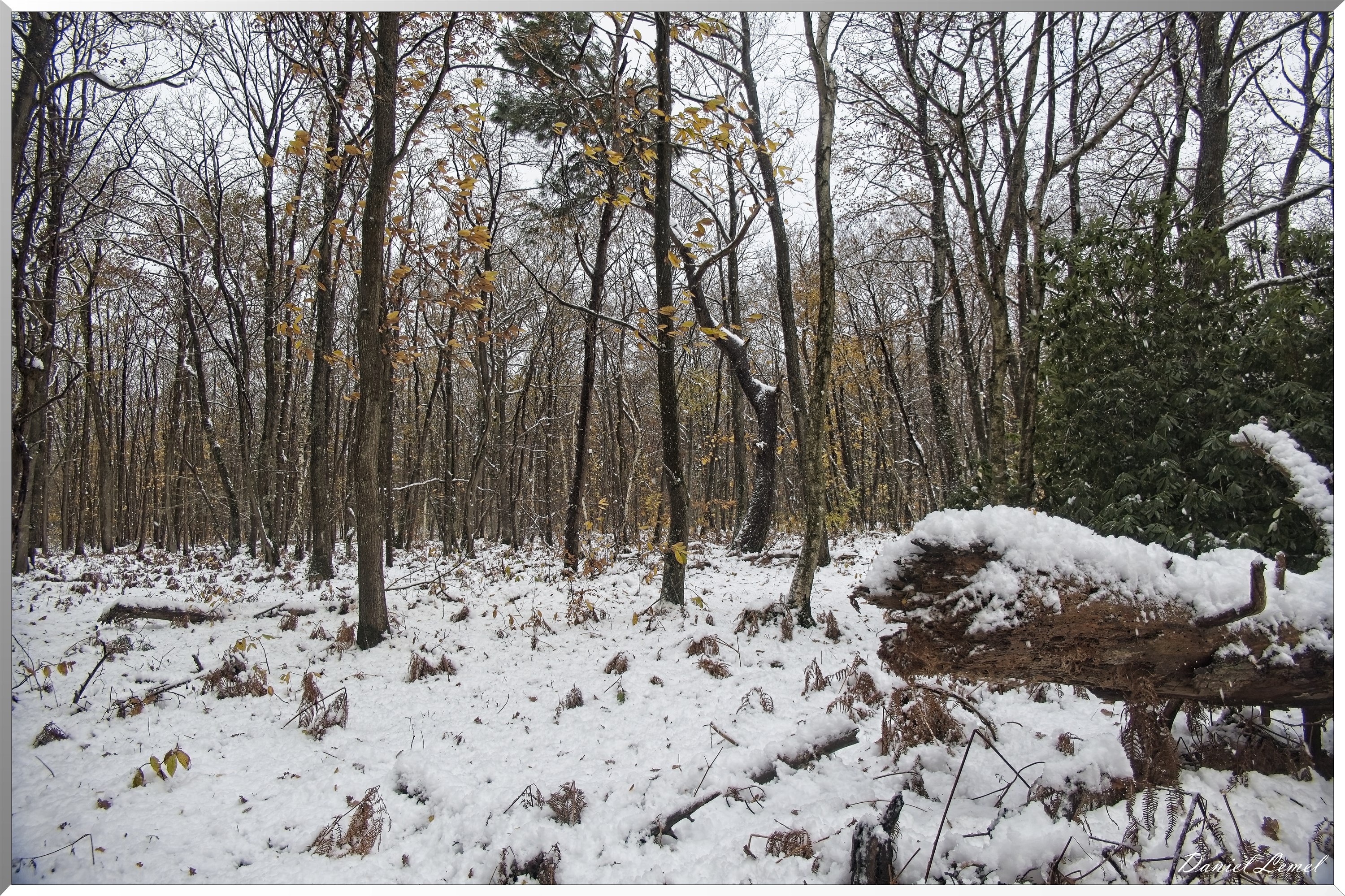 Dormont-Bois-de-Brillehaut