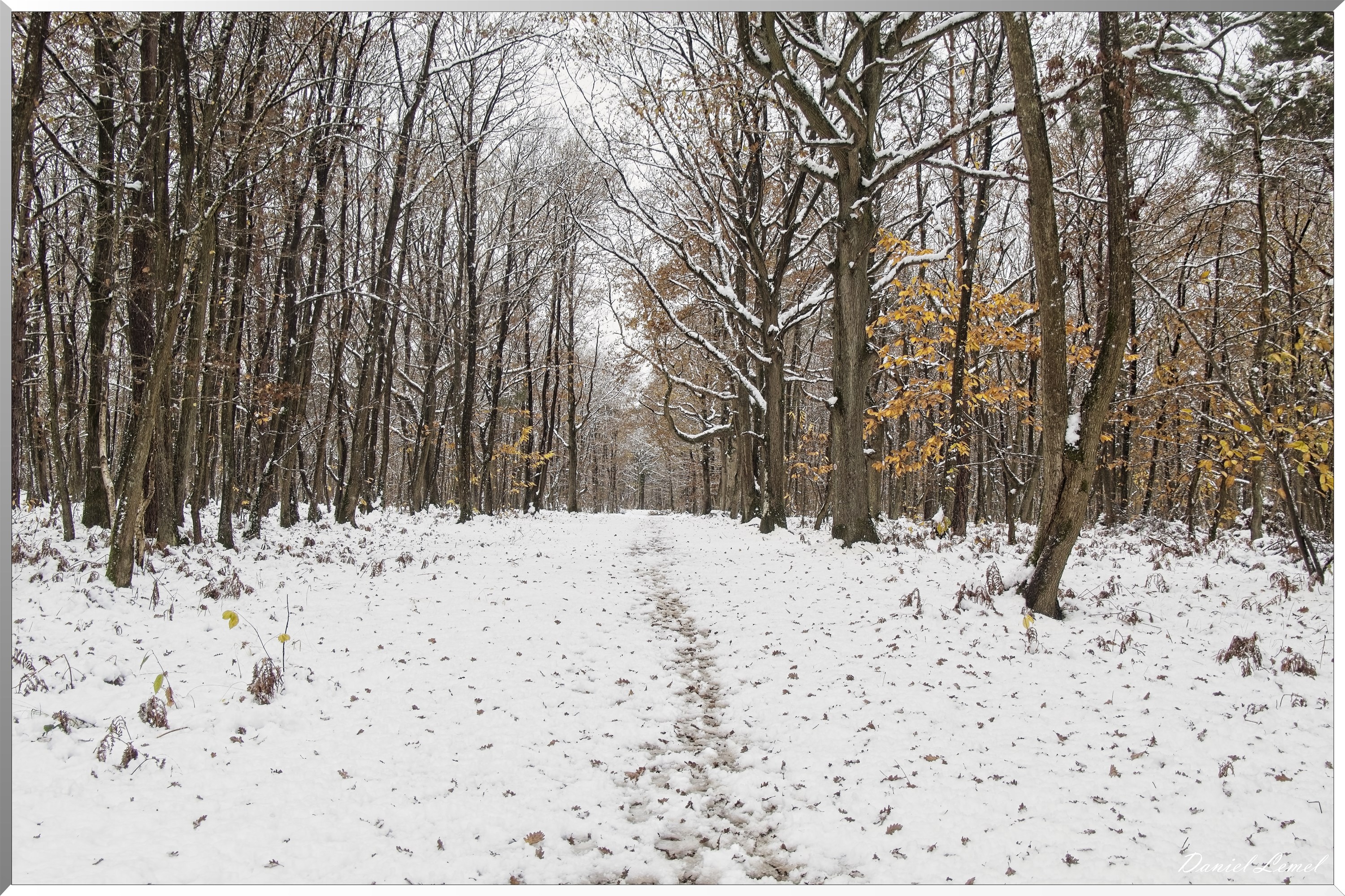 Dormont-Bois-de-Brillehaut