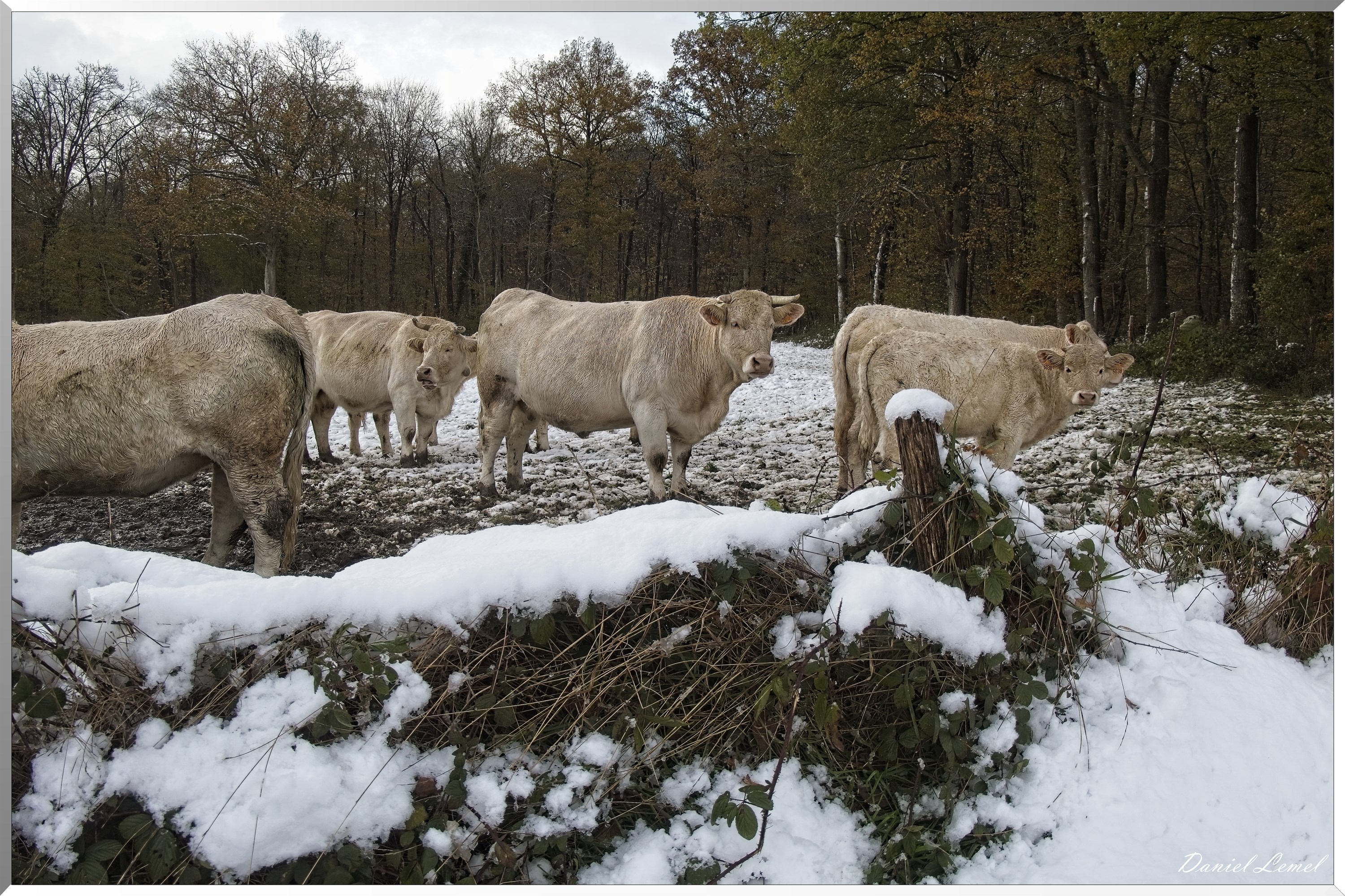 Dormont-Bois-de-Brillehaut