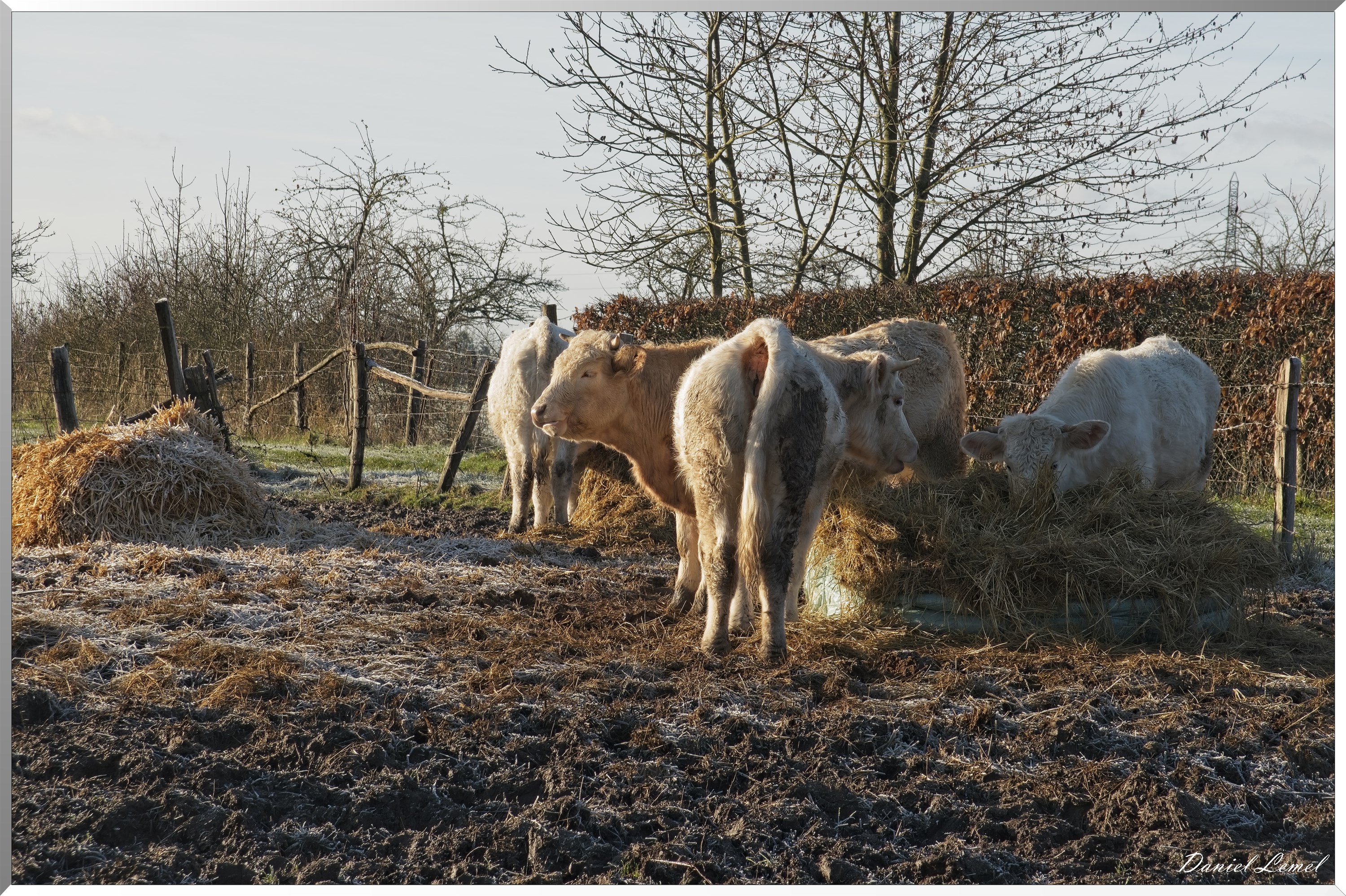 Dormont-Bois-de-Brillehaut