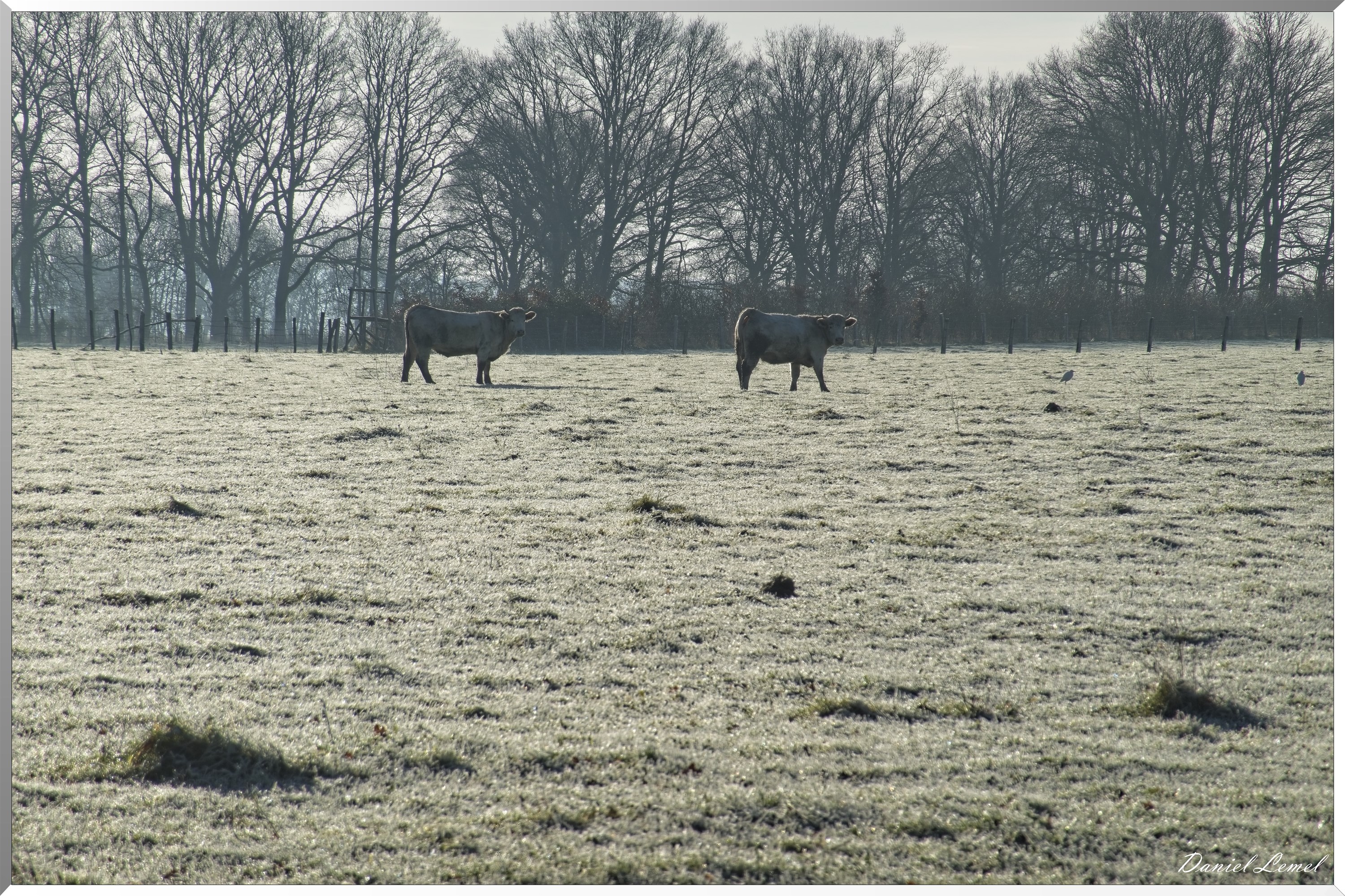 Dormont-Bois-de-Brillehaut