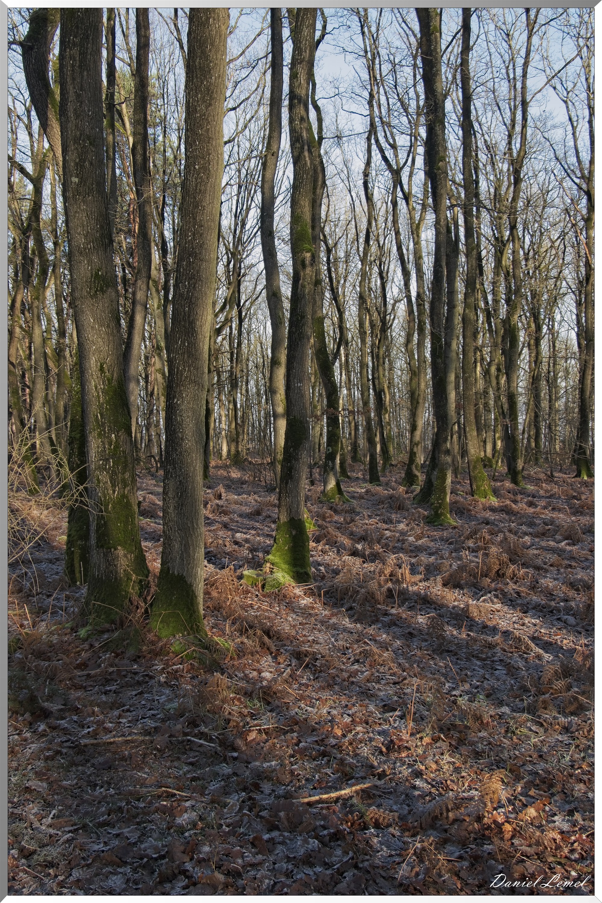 Dormont-Bois-de-Brillehaut