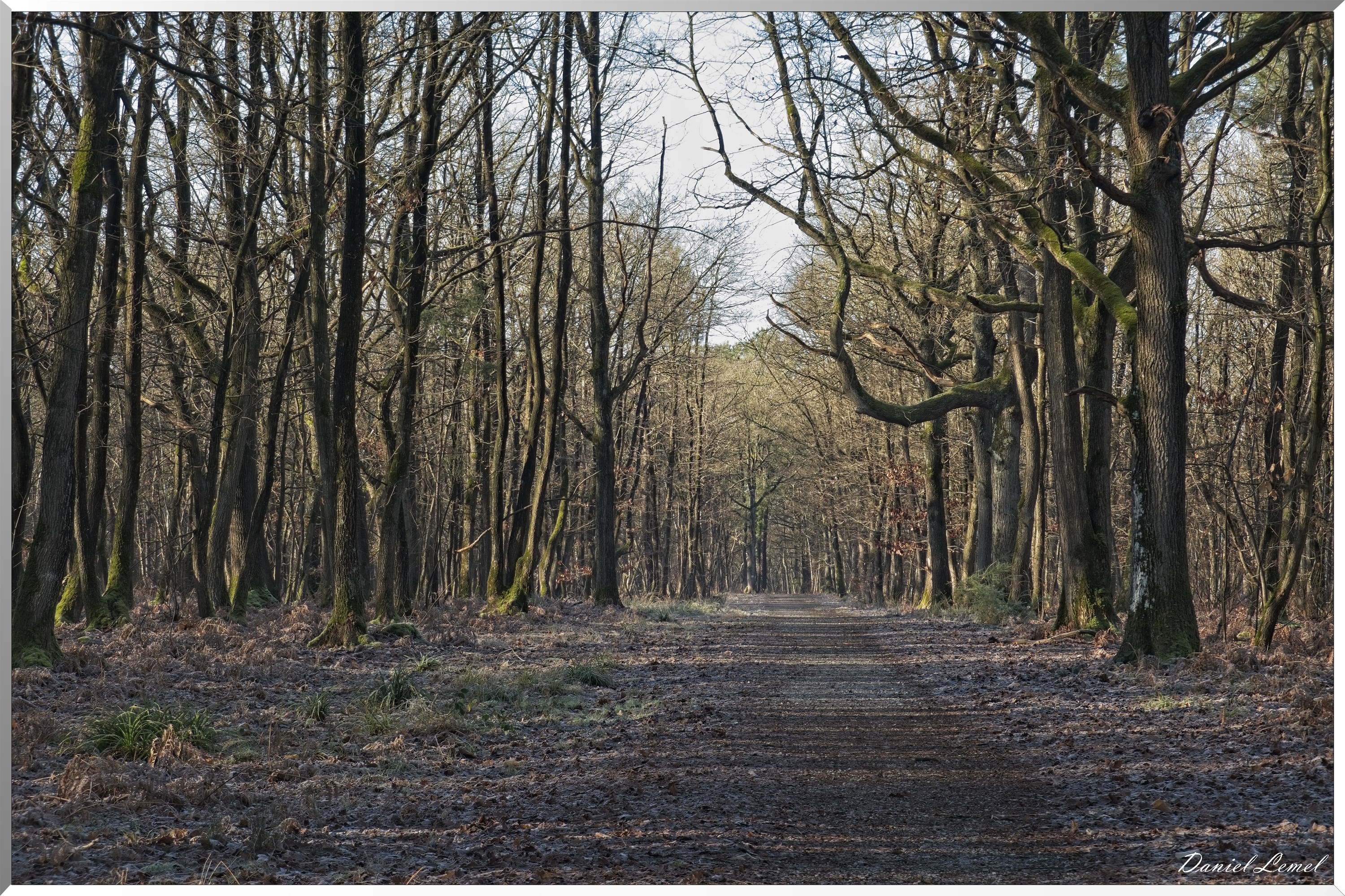 Dormont-Bois-de-Brillehaut