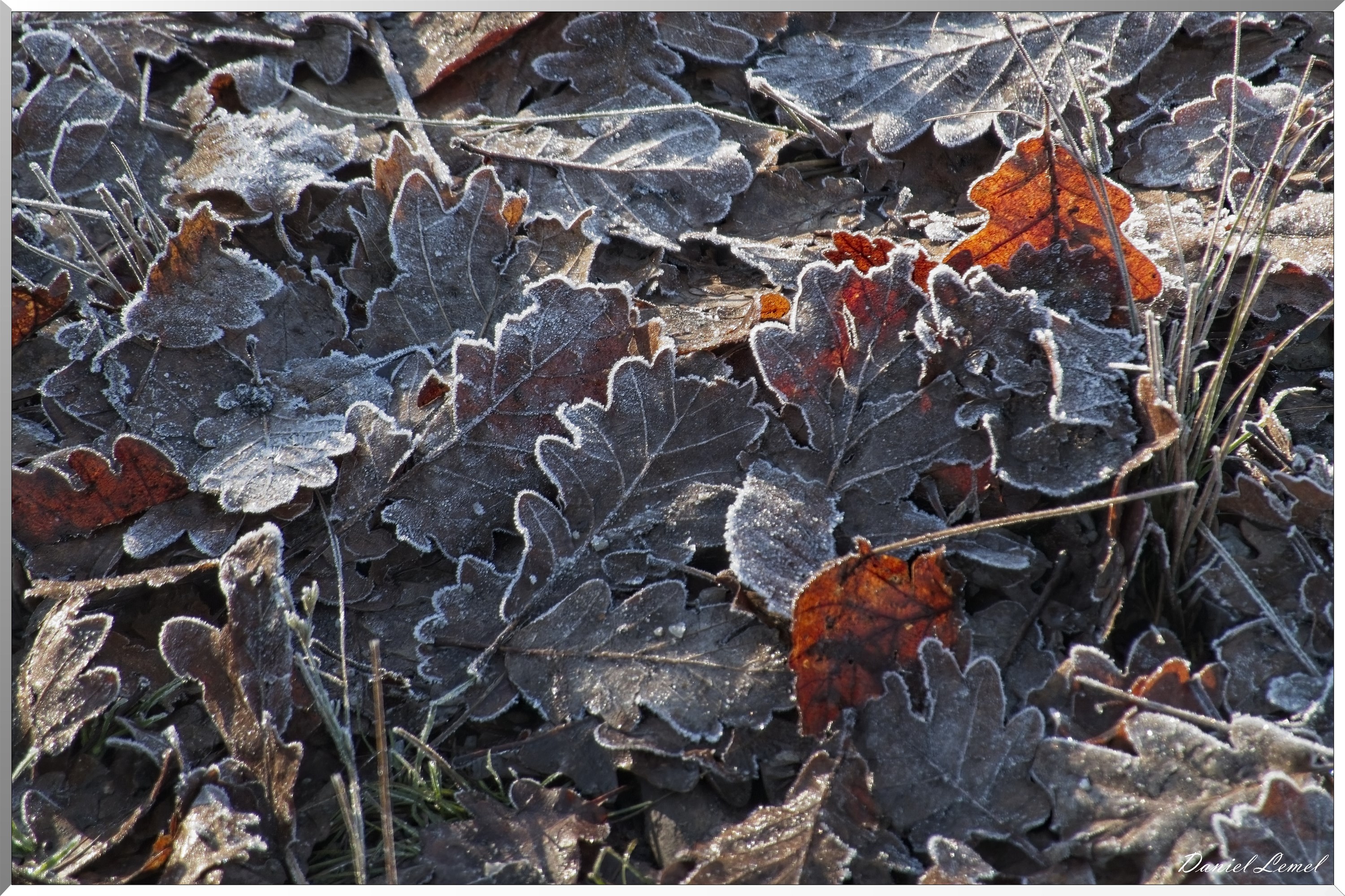 Dormont-Bois-de-Brillehaut