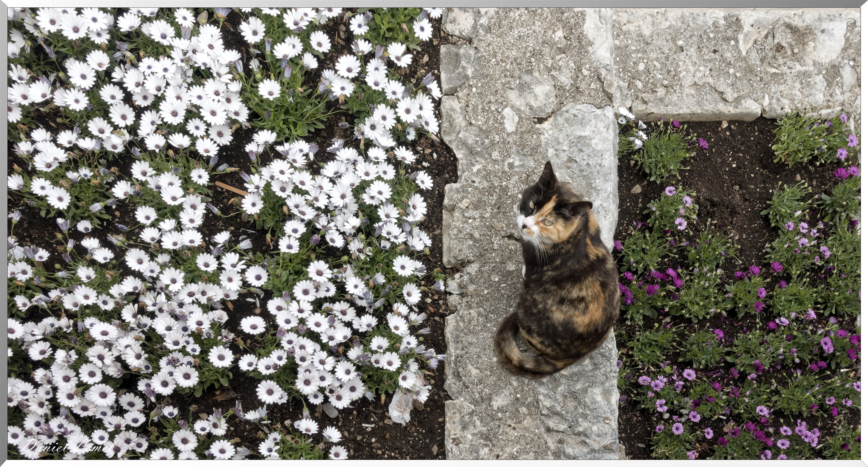 Chat