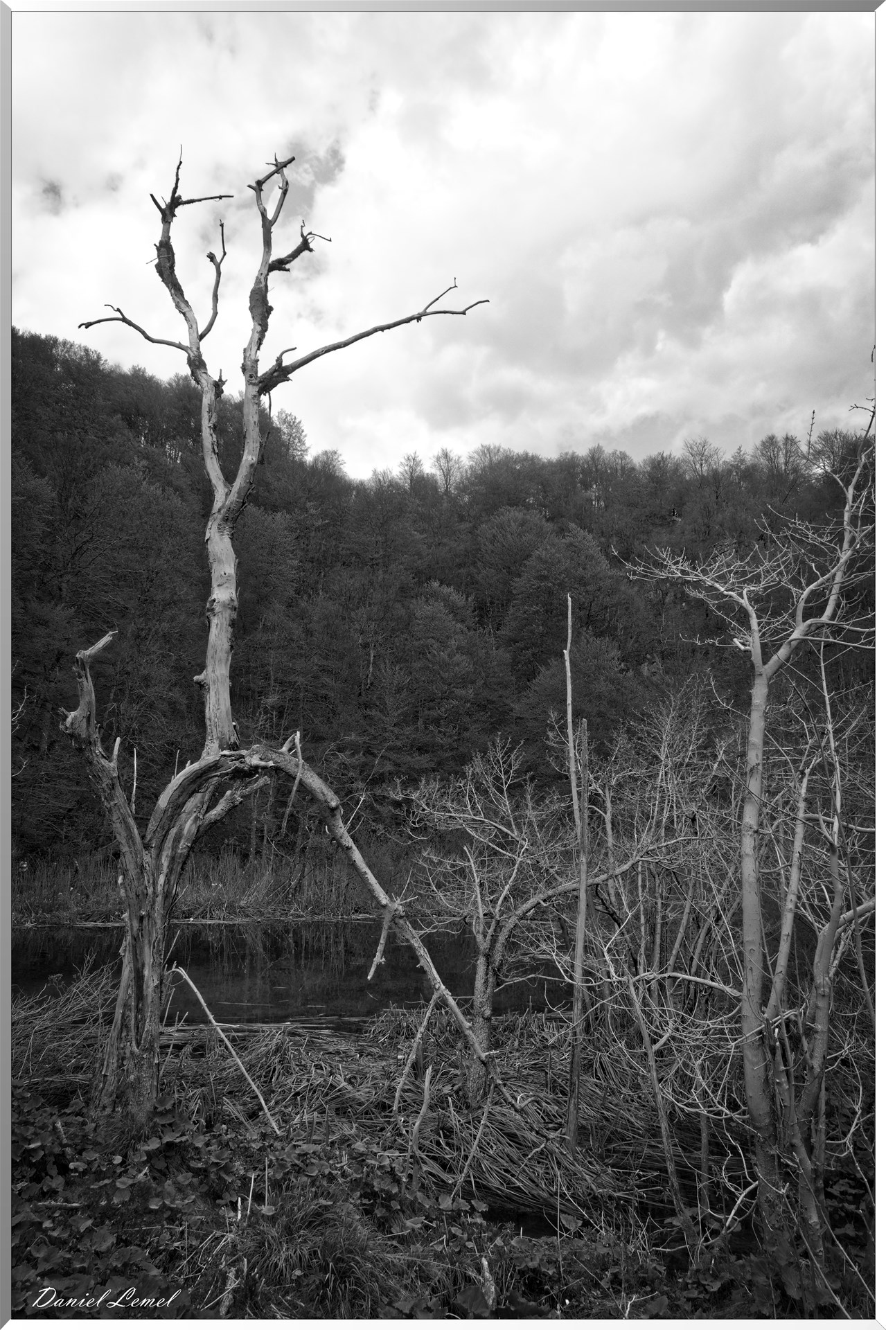Arbre mort