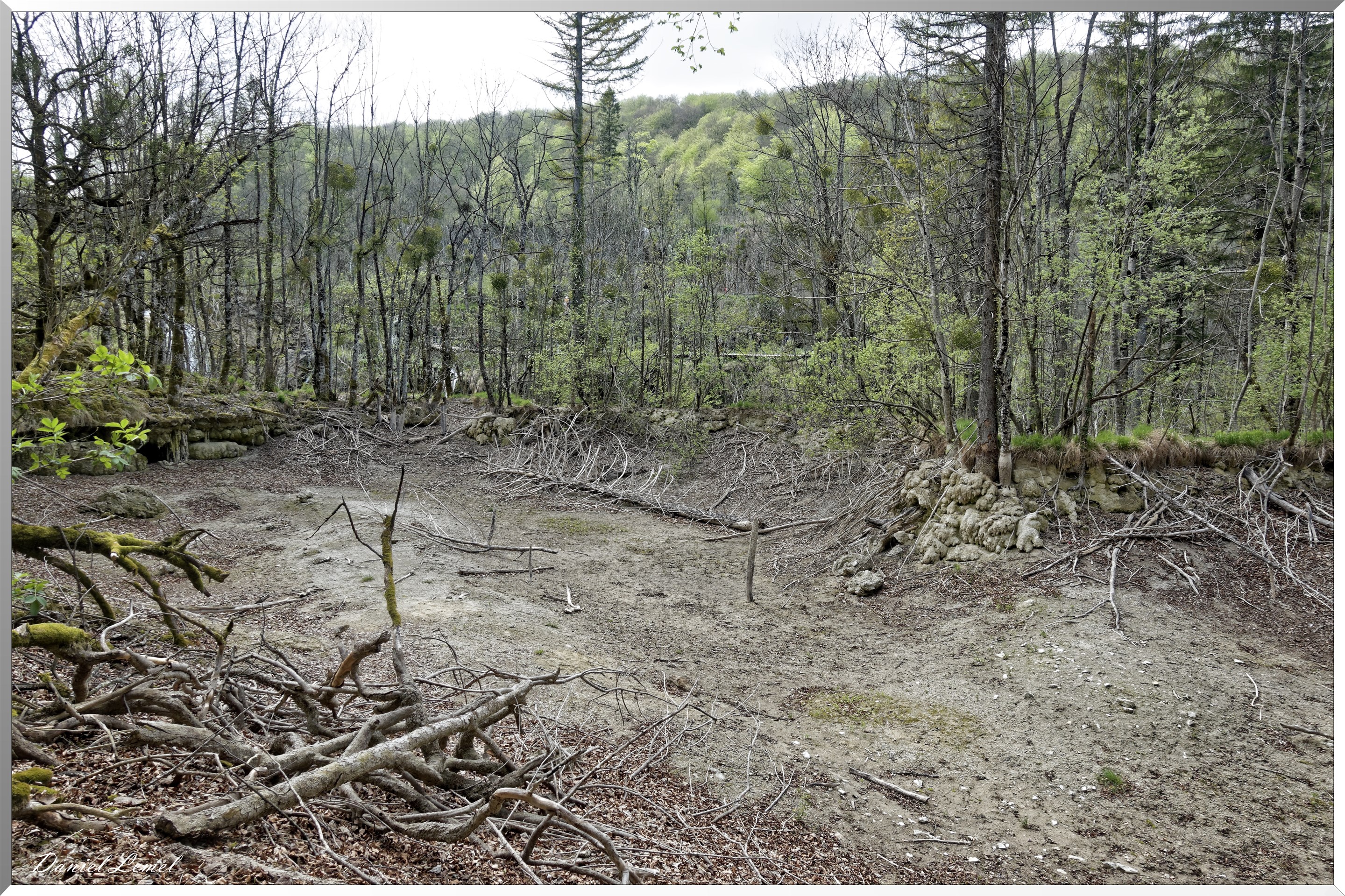 Forêt