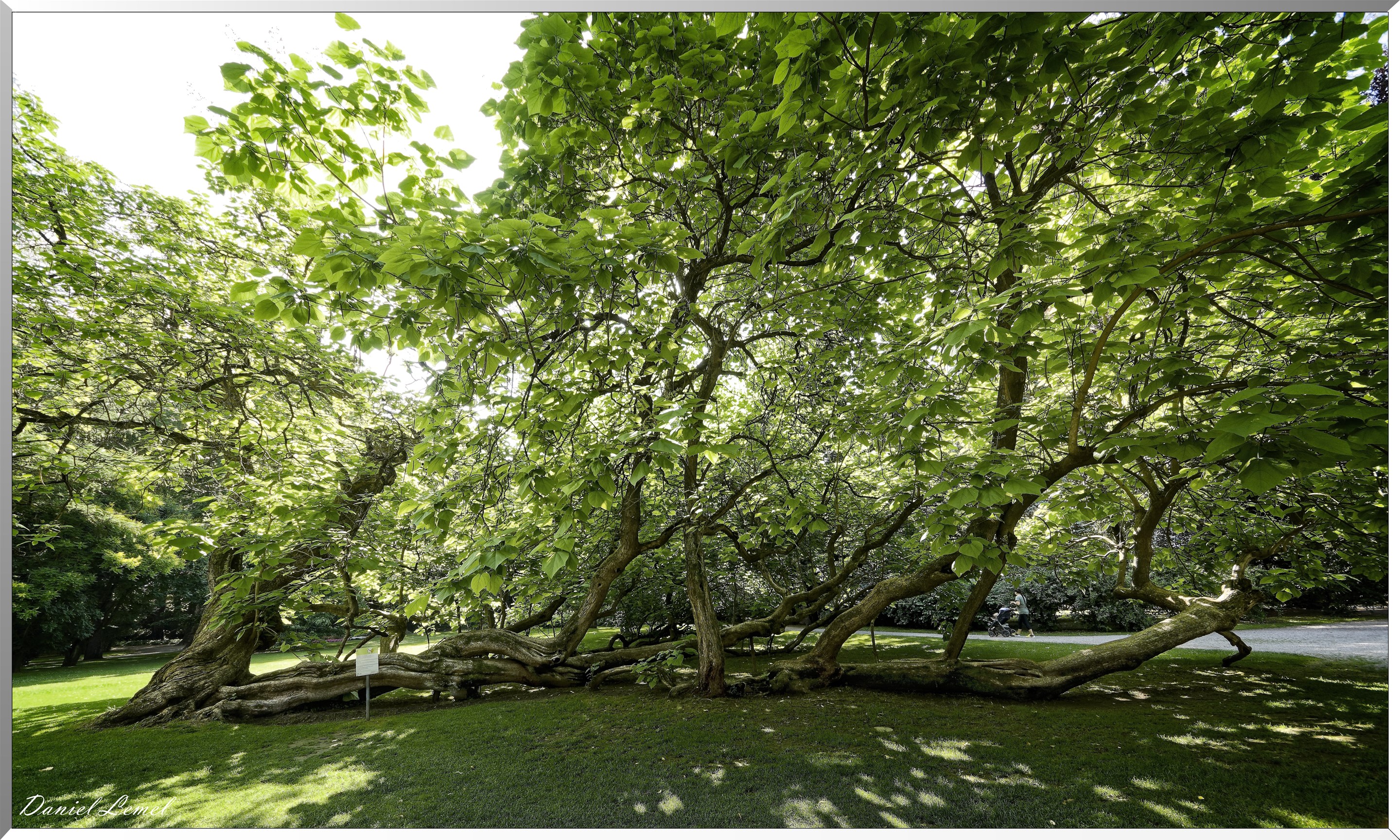 Hofgarten -Jardin public