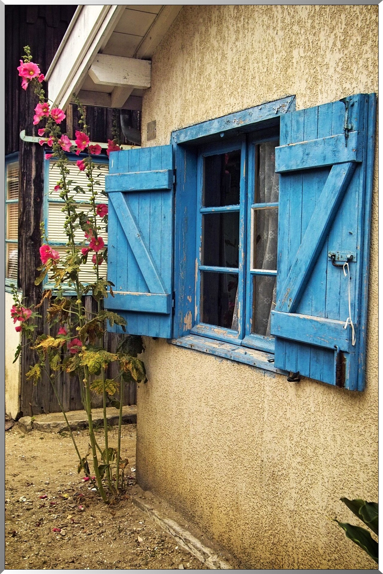 Fenêtre et roses trémière