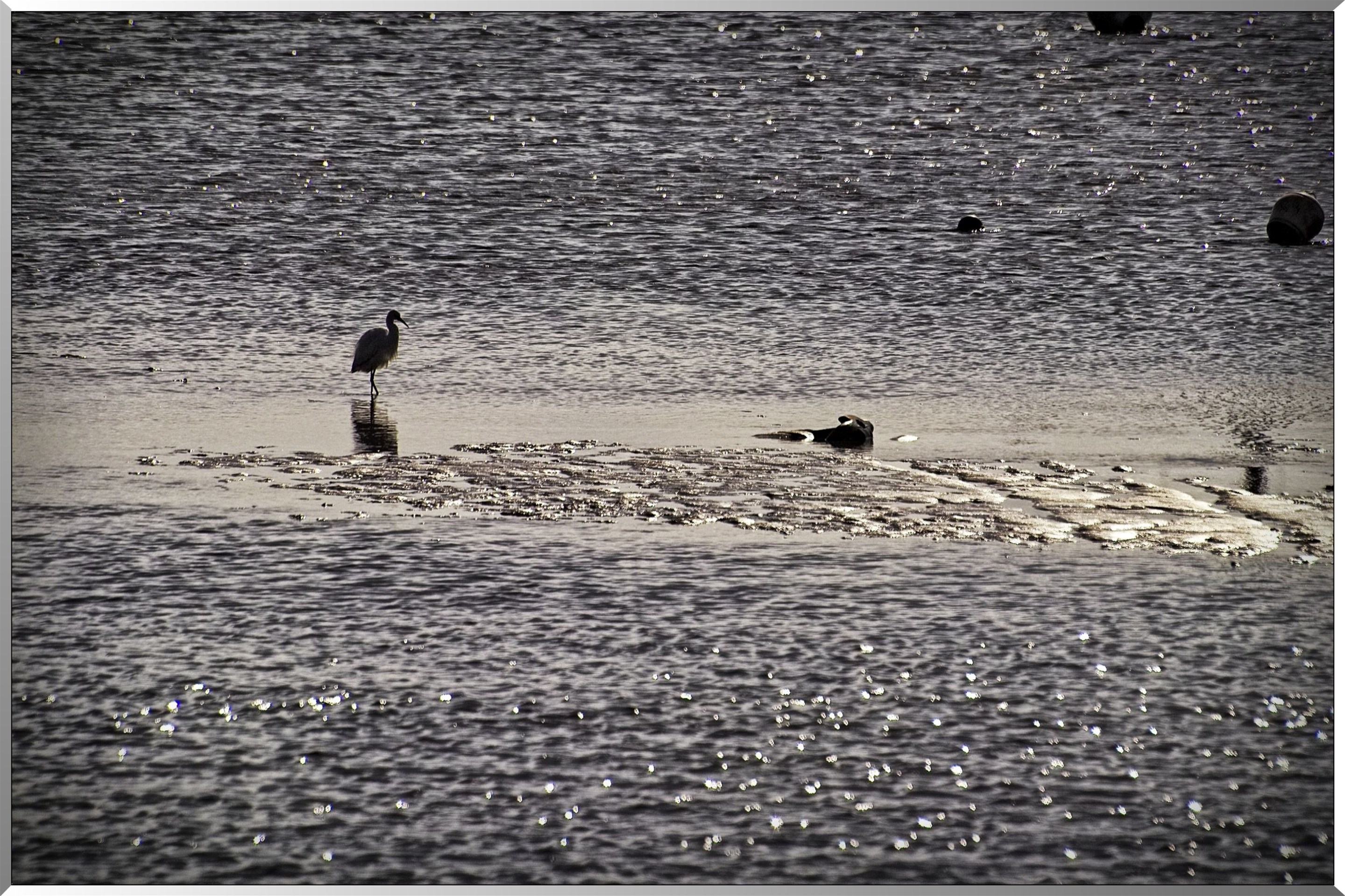 oiseaux sur la plage