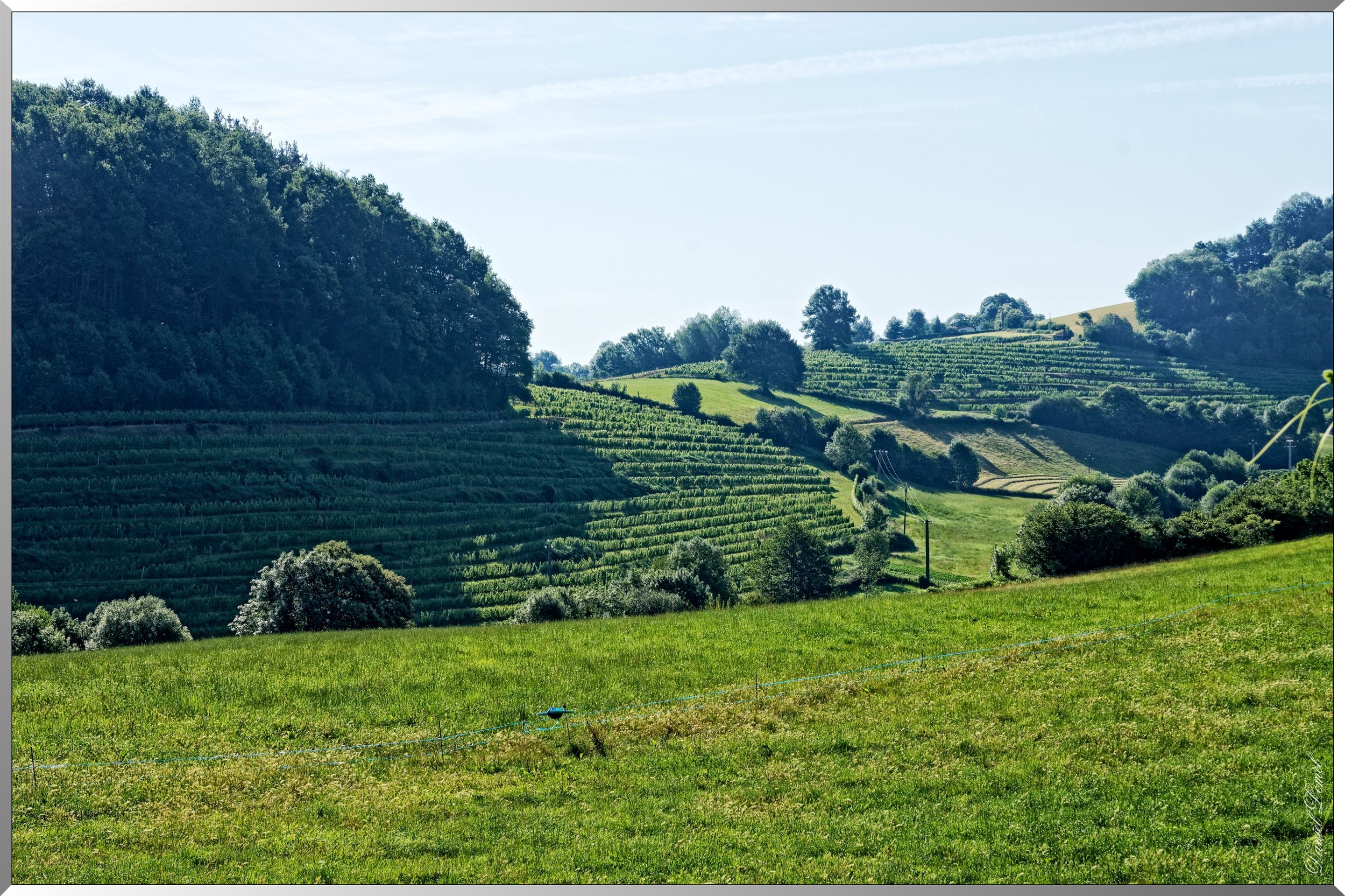 Vignobles