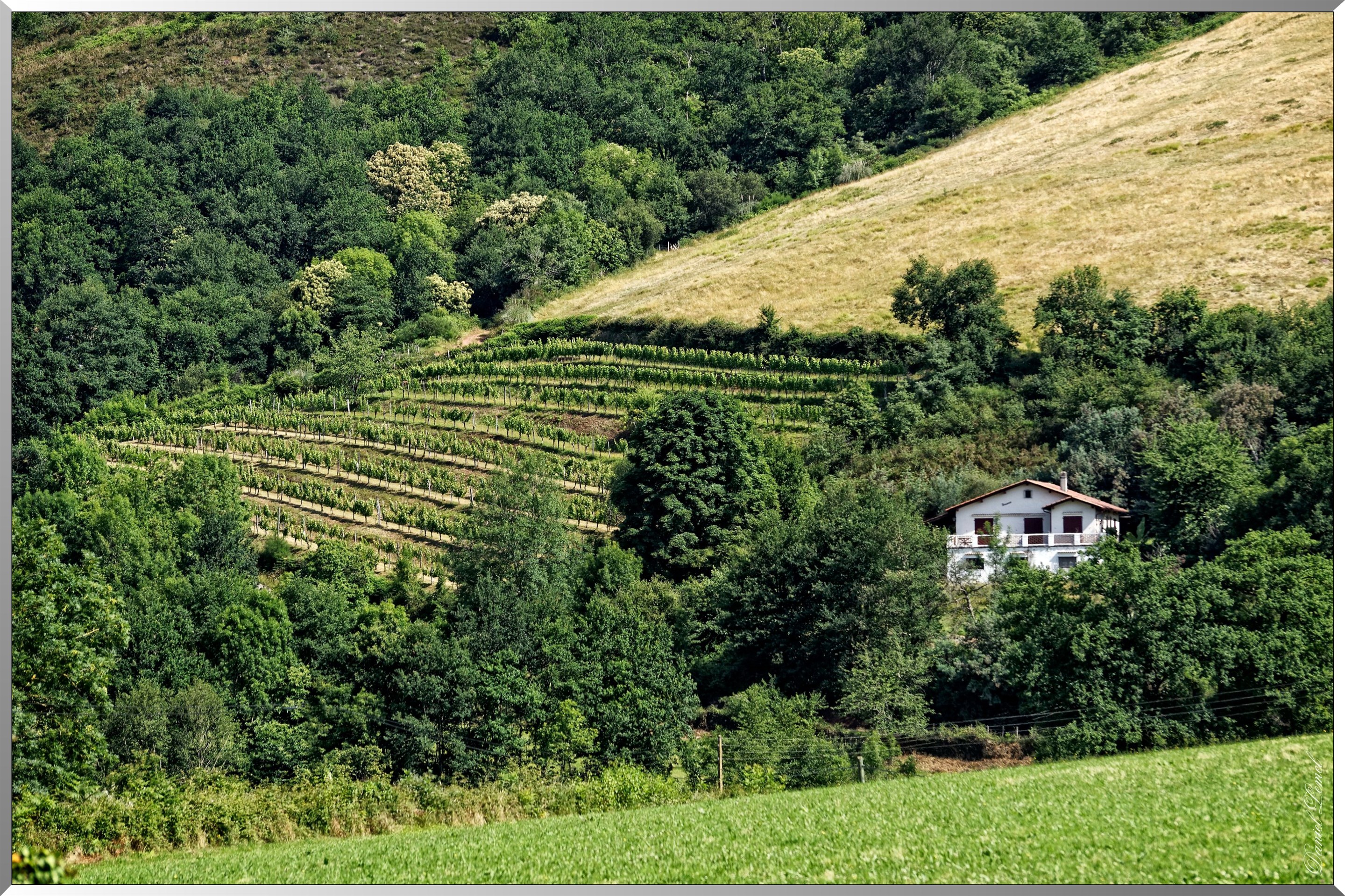 Vignes