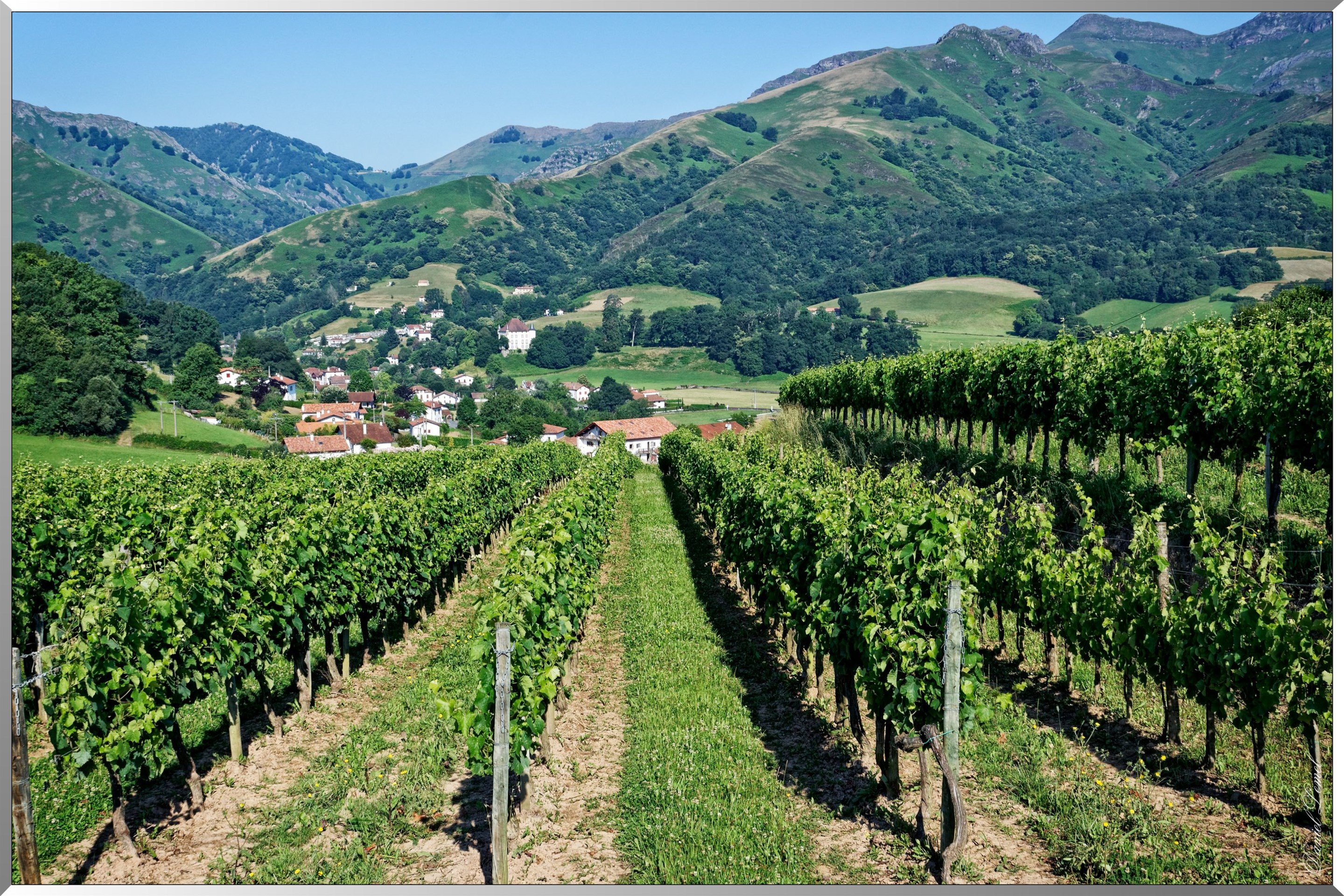 Vignobles