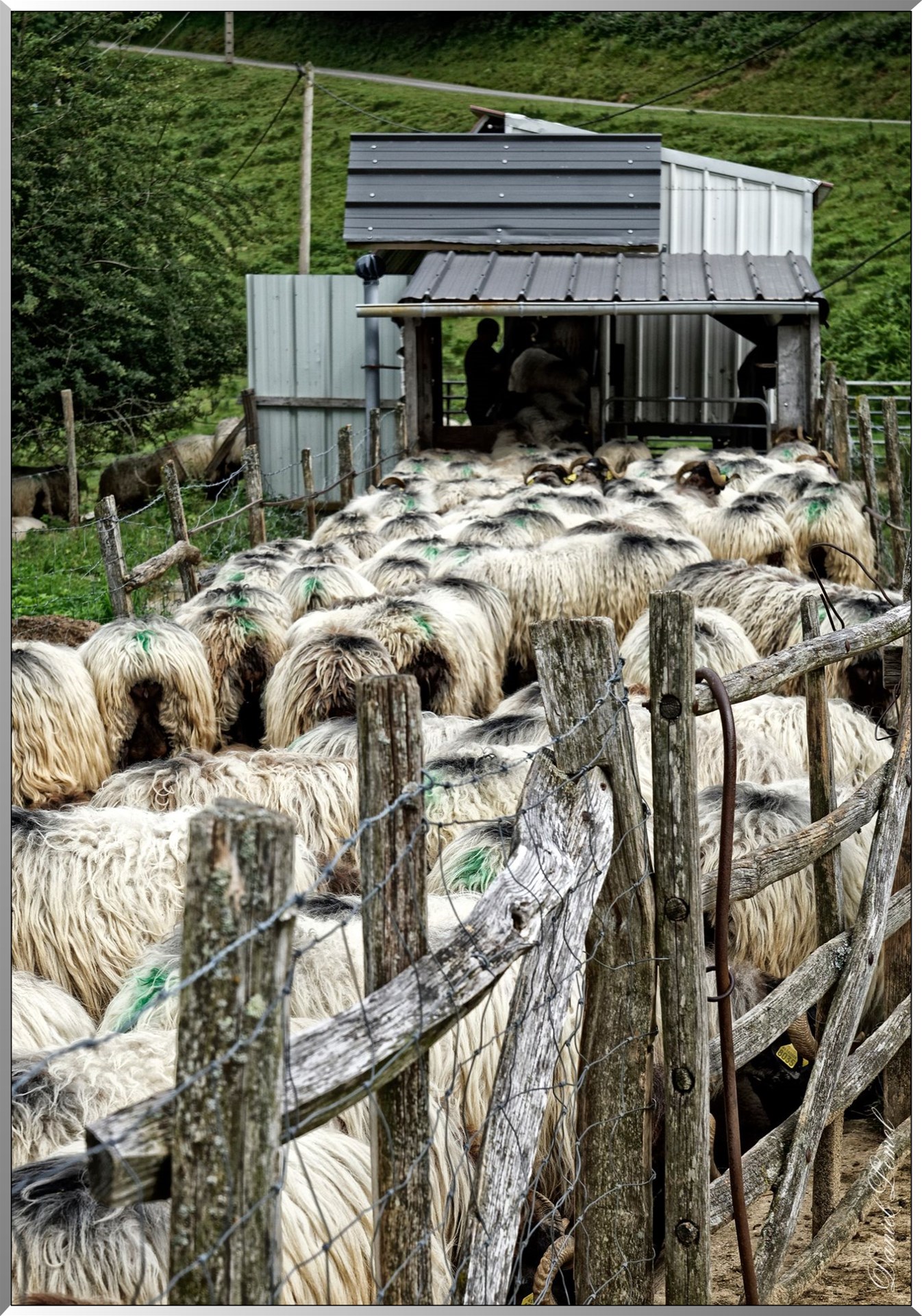 Traite des brebis