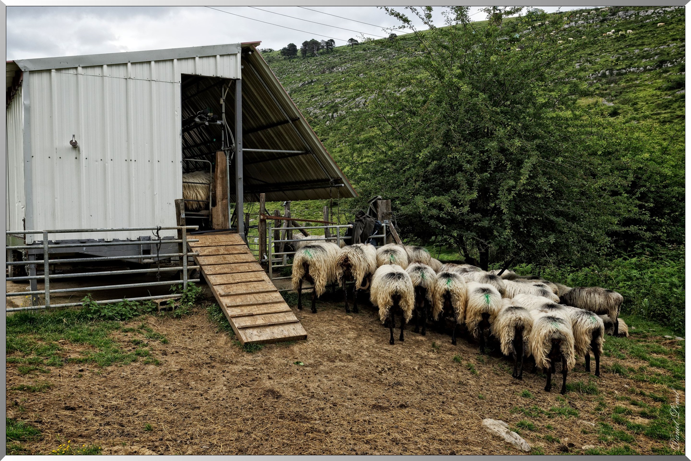 Traite des brebis