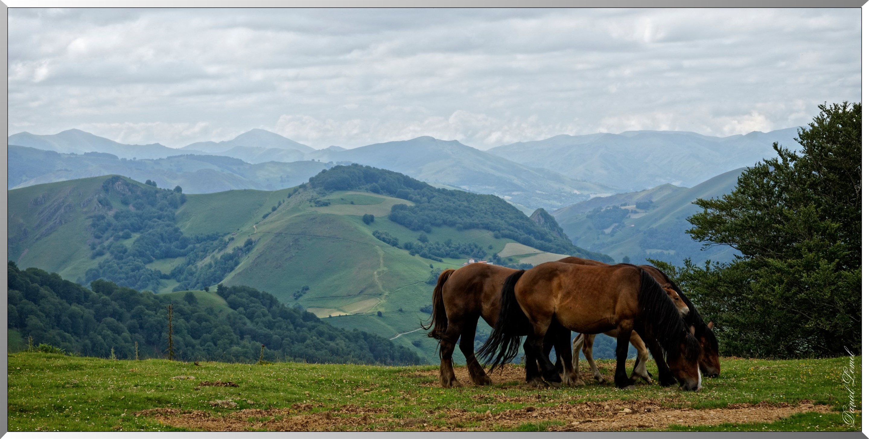 Chevaux sauvages