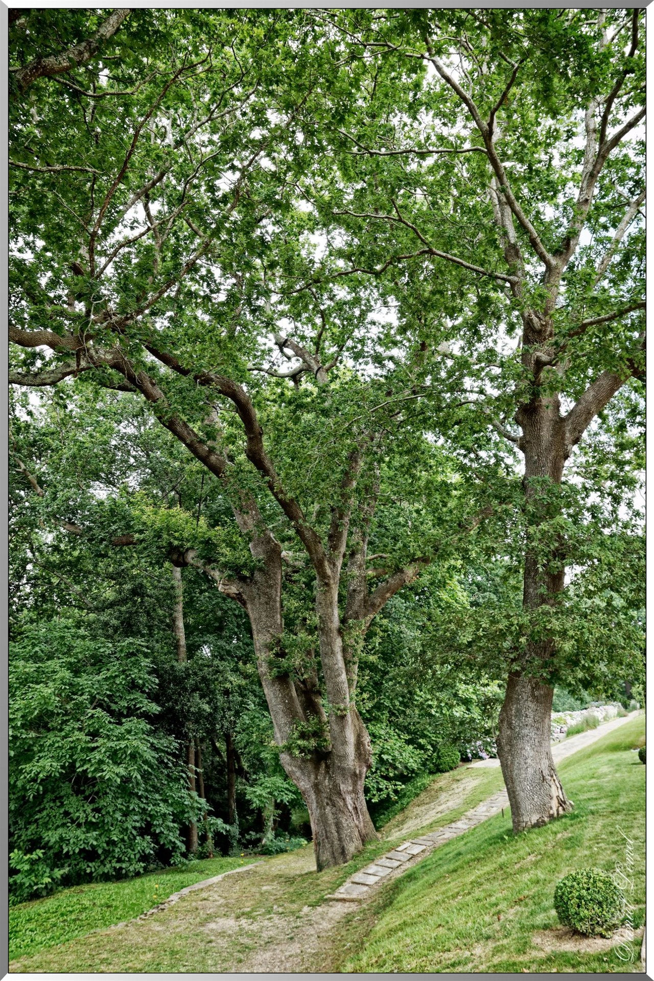 Jardin anglais
