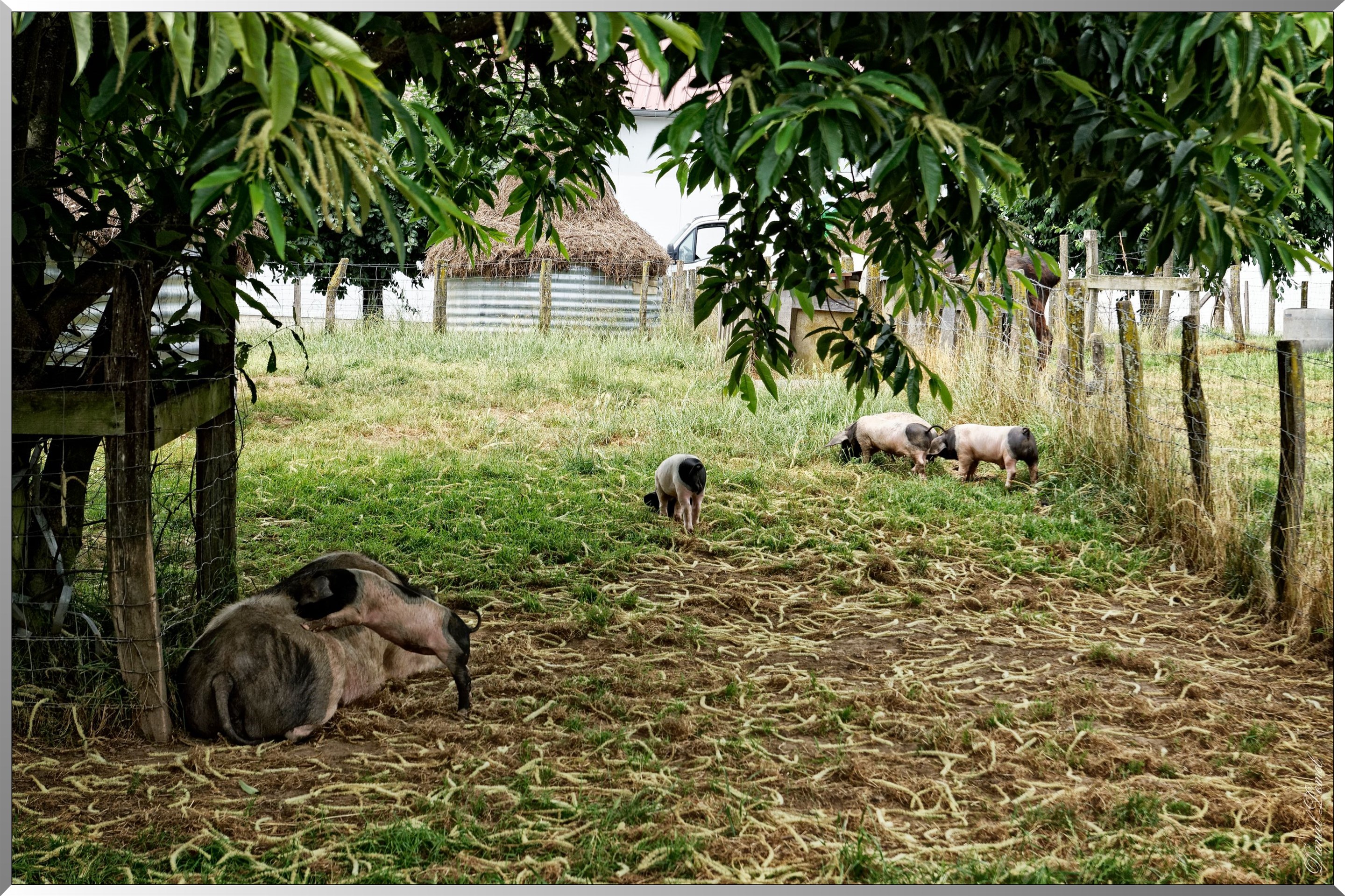 Porc Kintoa dit cochon noir des Aldudes