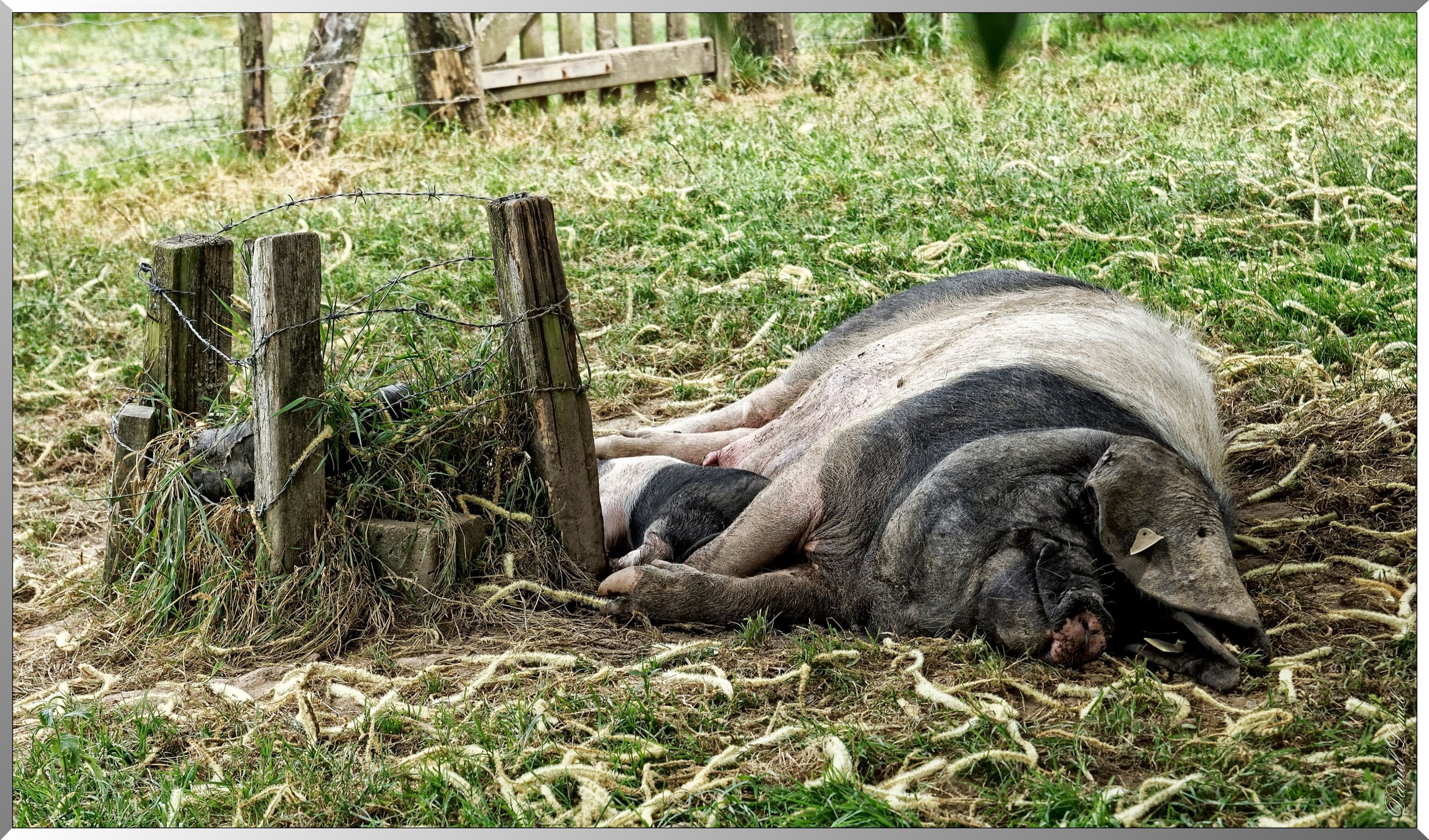 Porc Kintoa dit cochon noir des Aldudes
