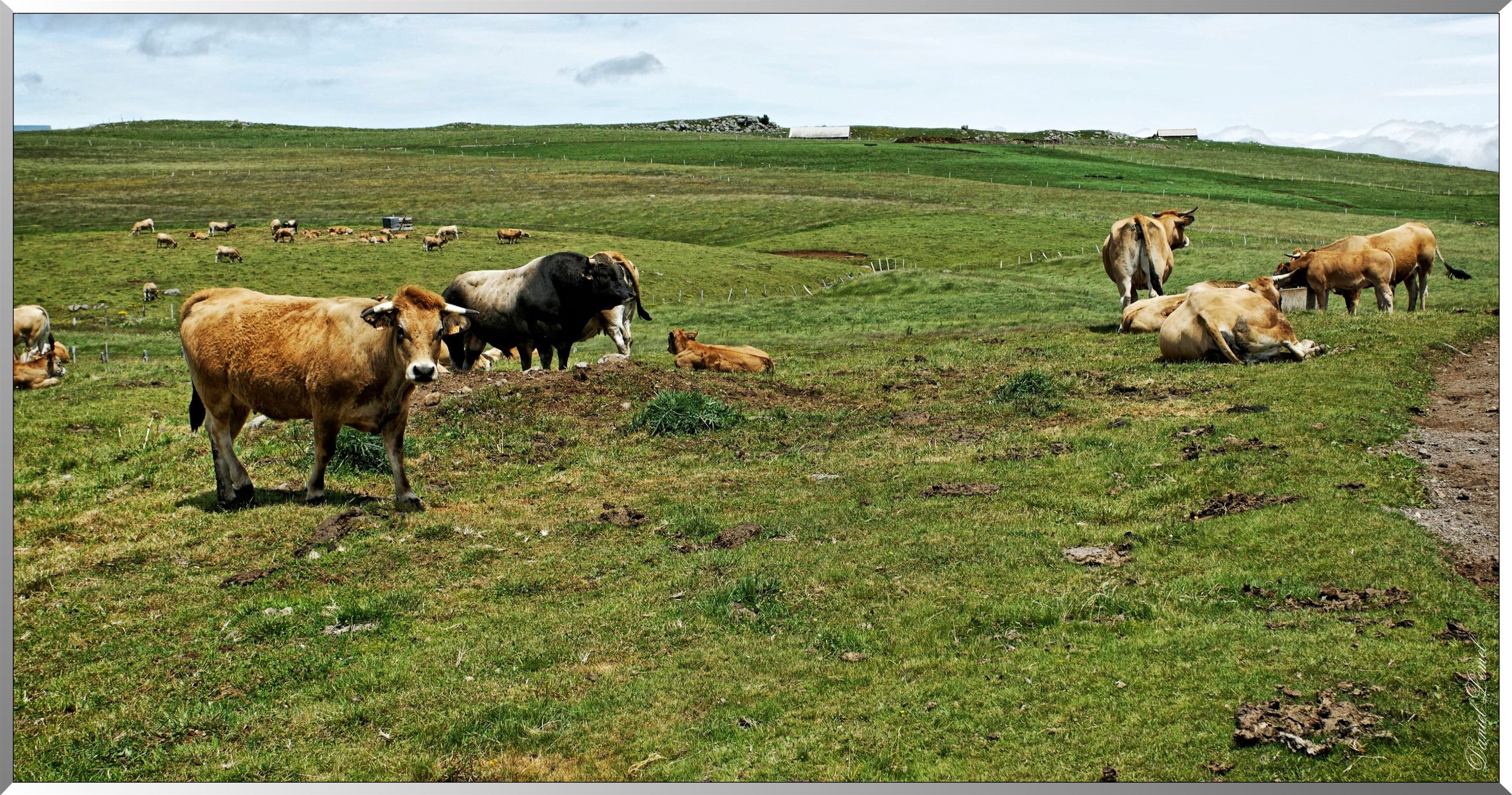 Vaches