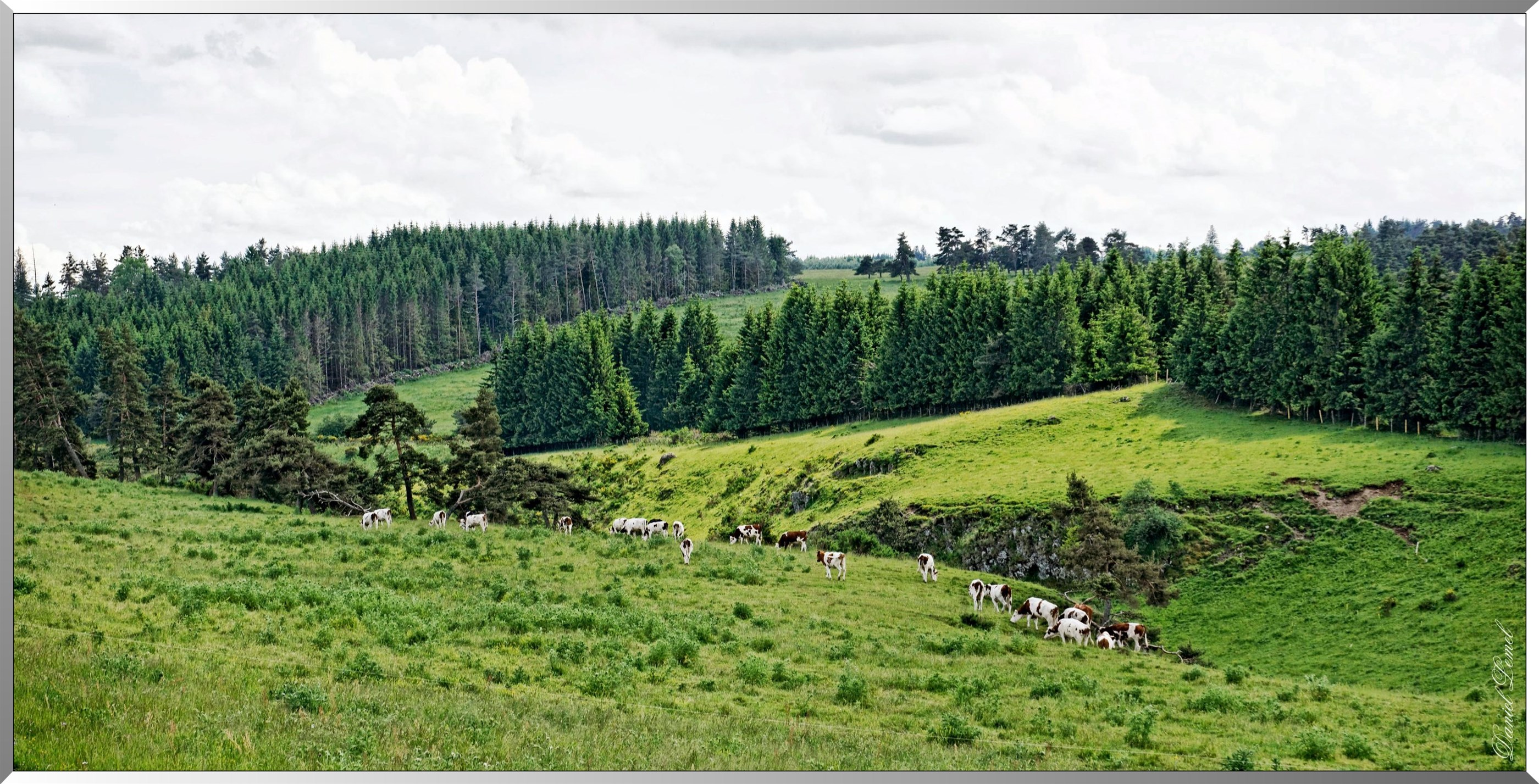Vaches