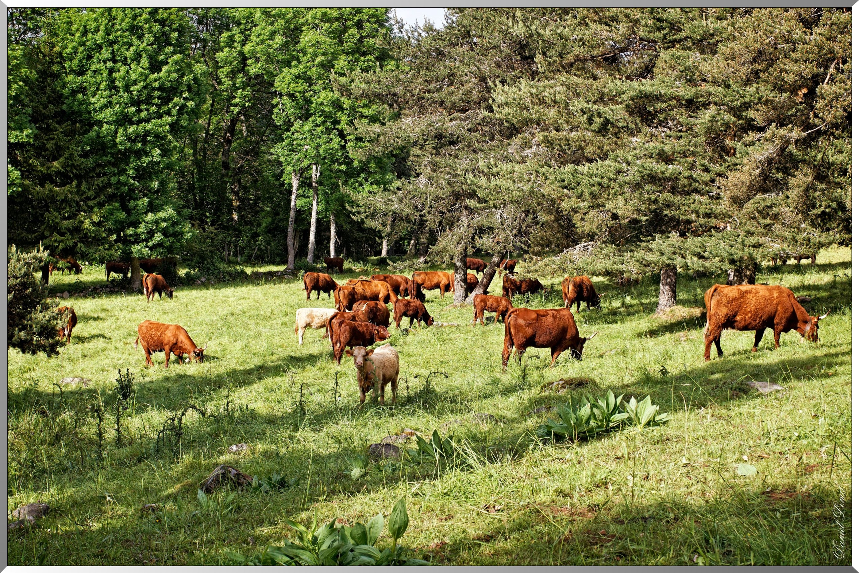 Vaches de Salers