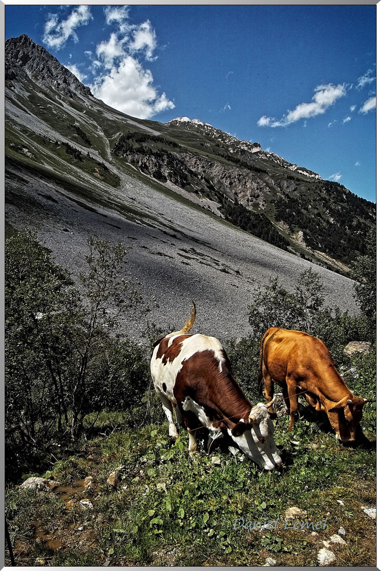 Vaches