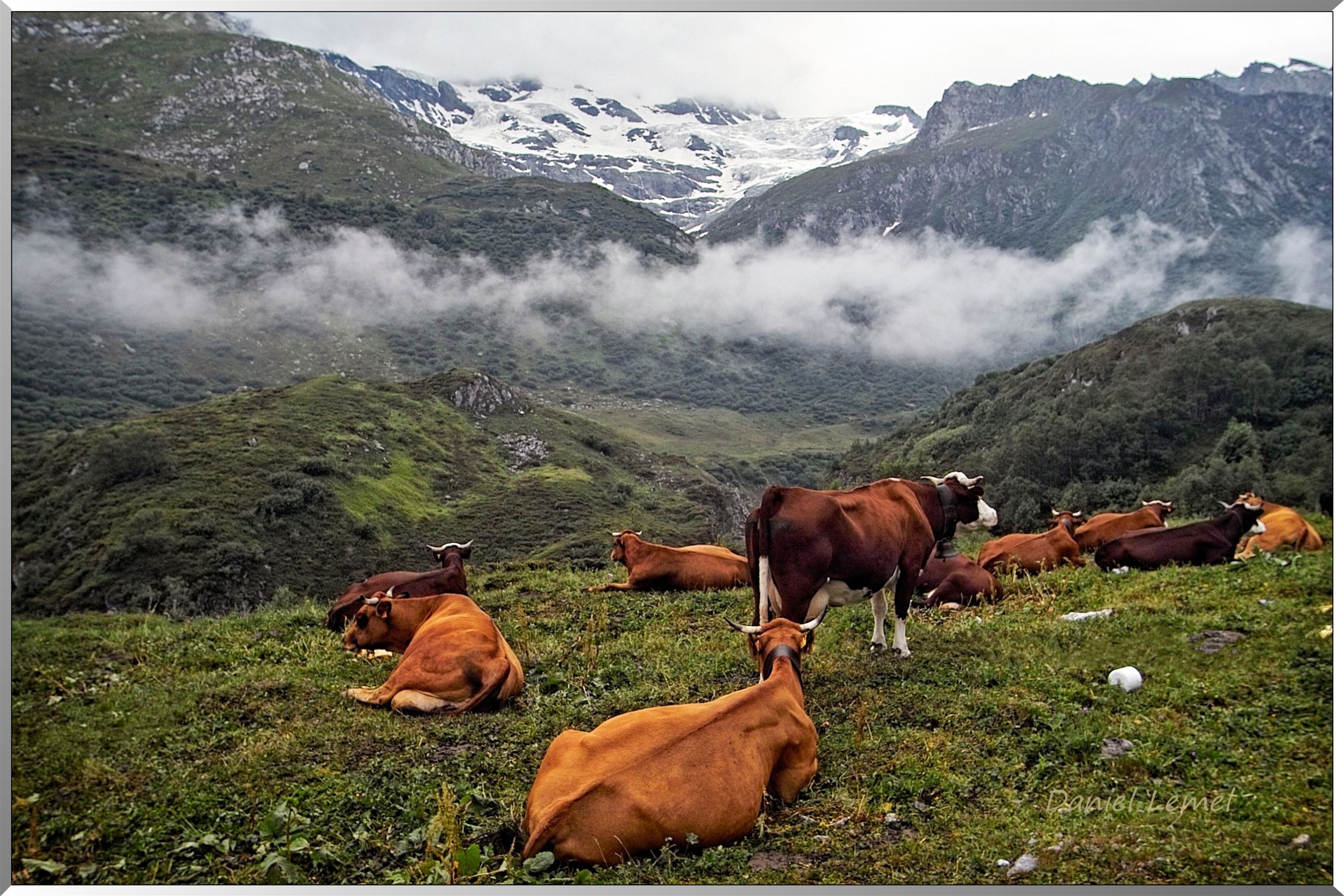 Vaches