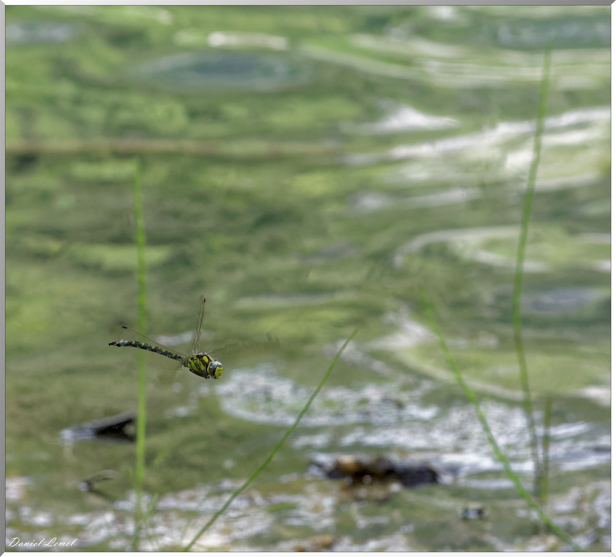 Aeschne bleue sur le lac vert
