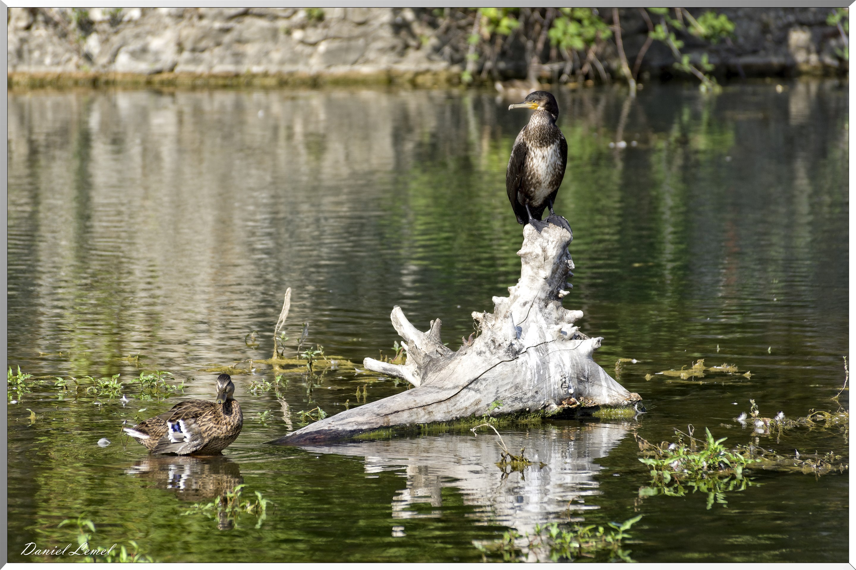 Cormoran et canard